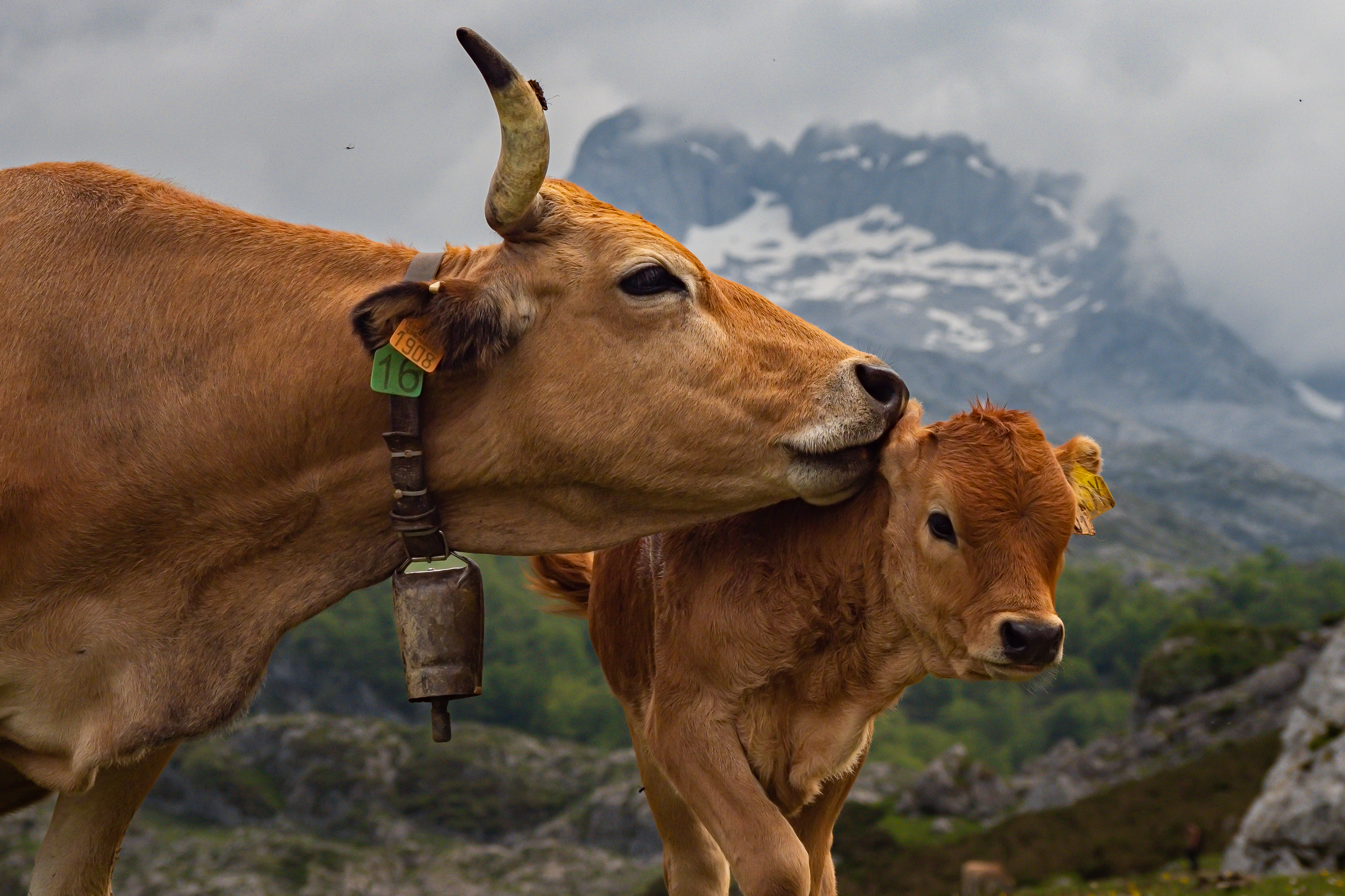 tourhub | Exodus Adventure Travels | Walking the Picos de Europa 