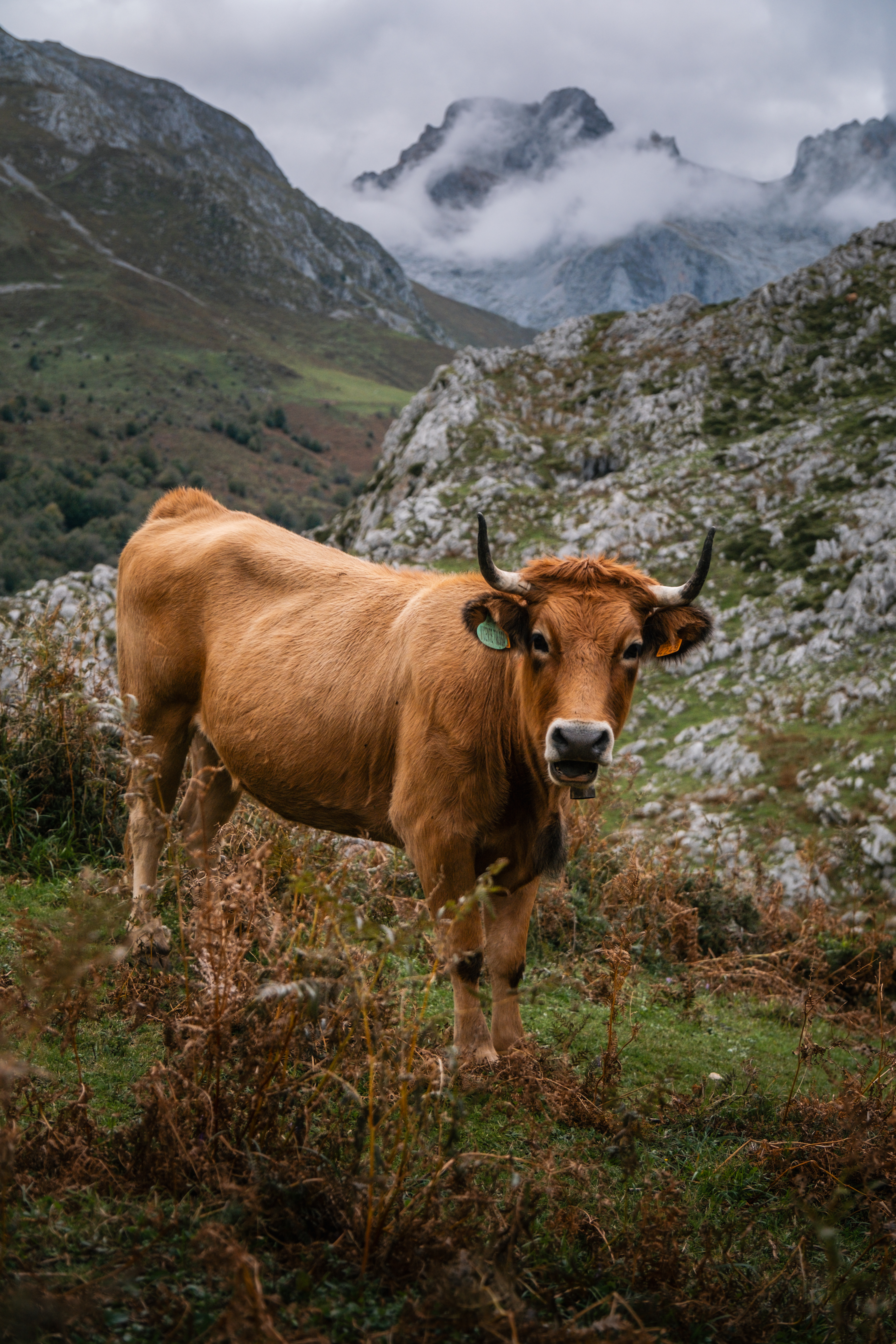 tourhub | Exodus Adventure Travels | Walking the Picos de Europa 