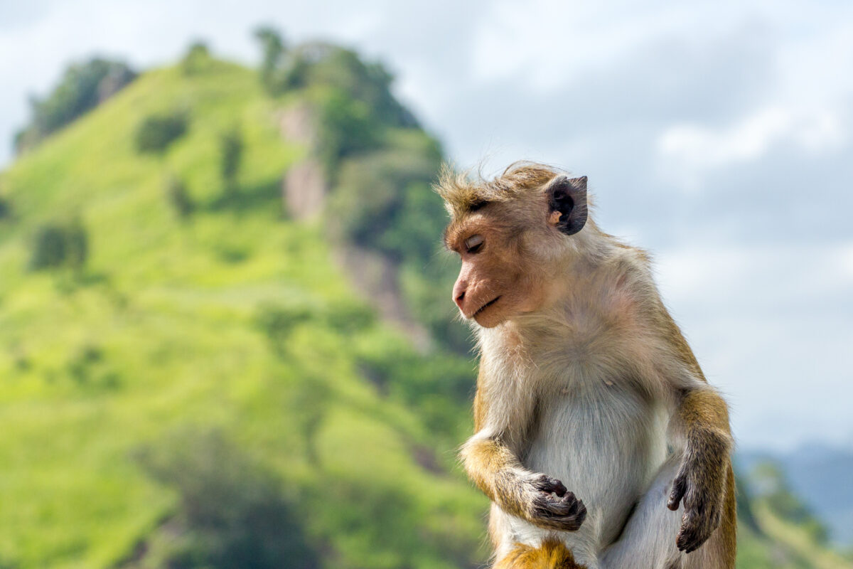 tourhub | Exodus Adventure Travels | Cycle the Back Roads of Sri Lanka 