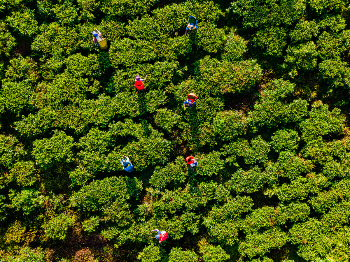 tourhub | Exodus Adventure Travels | Cycle the Back Roads of Sri Lanka 