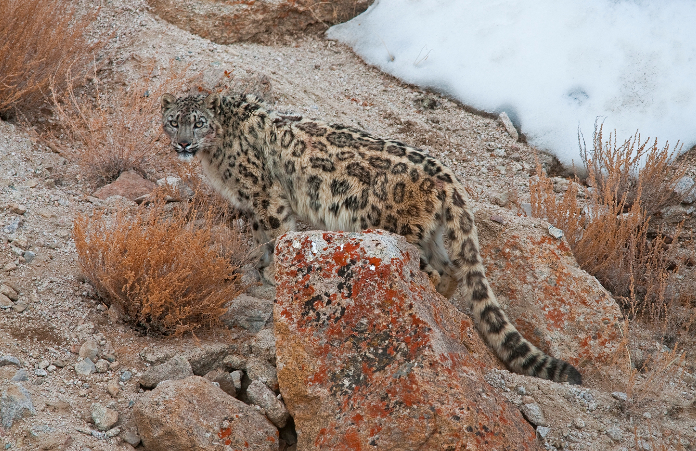 tourhub | Exodus Adventure Travels | Search for Snow Leopards with Valerie Parkinson 