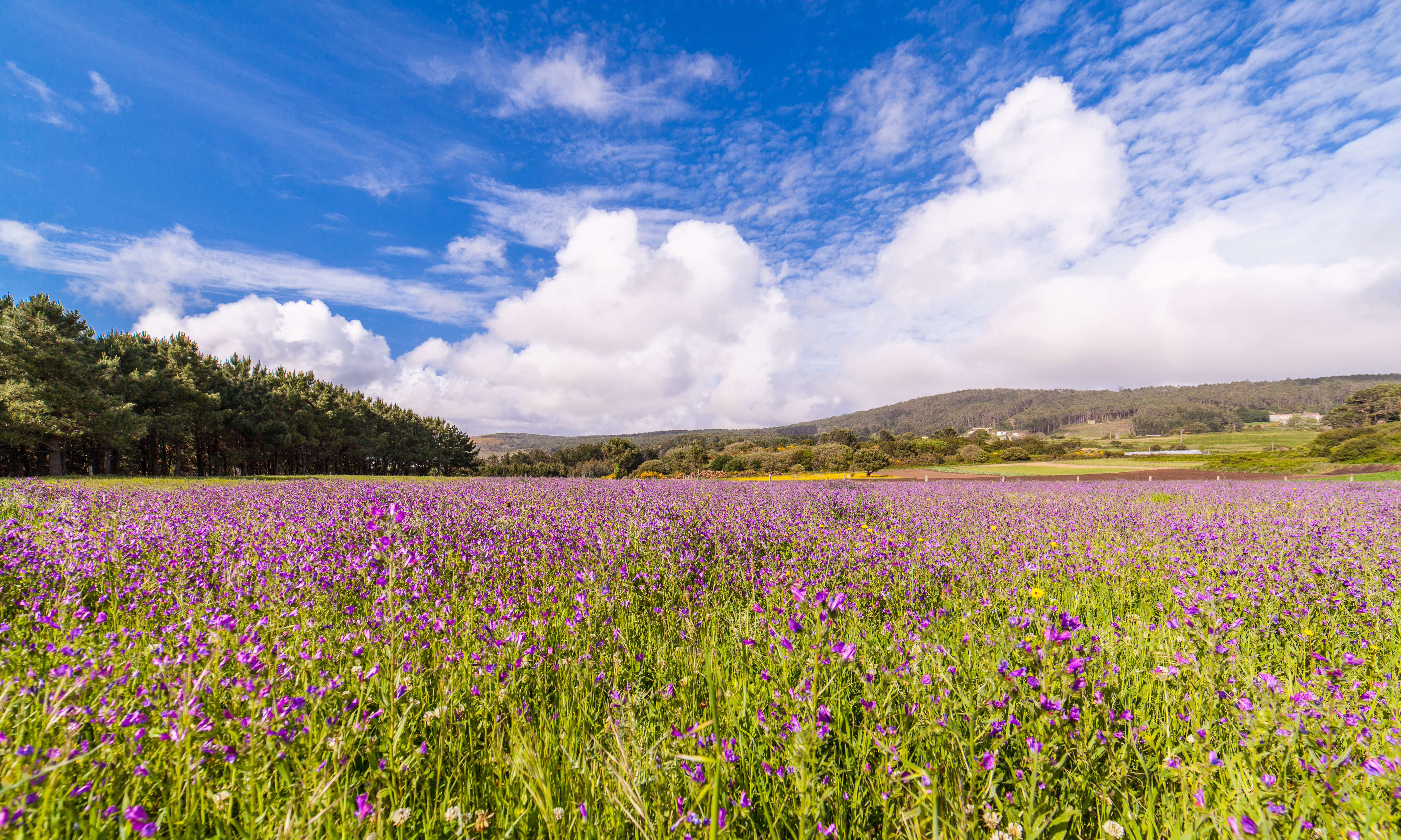 tourhub | Exodus Adventure Travels | Camino de Santiago Trek 