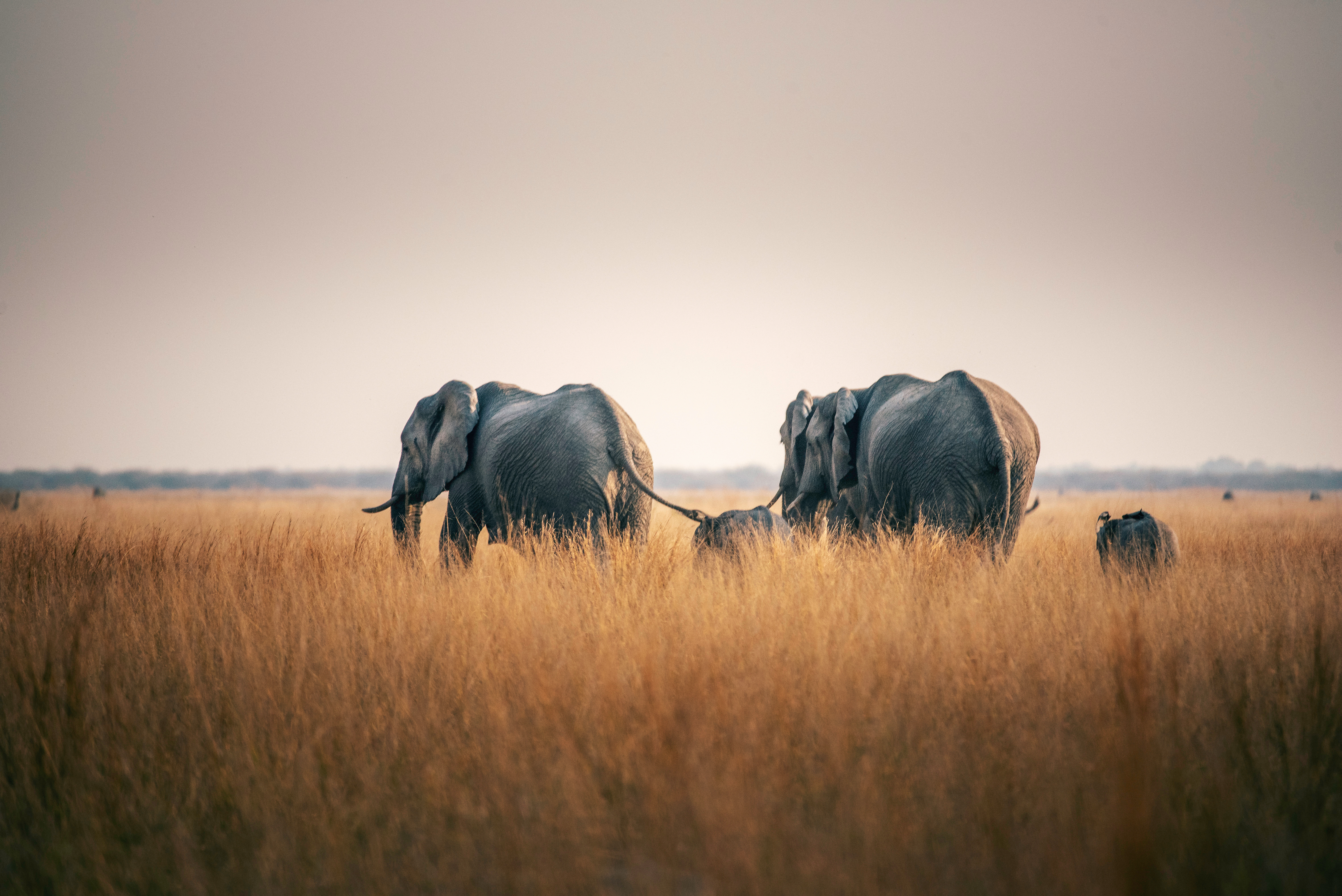 tourhub | Exodus Adventure Travels | Botswana & Zimbabwe Lodge Safari 