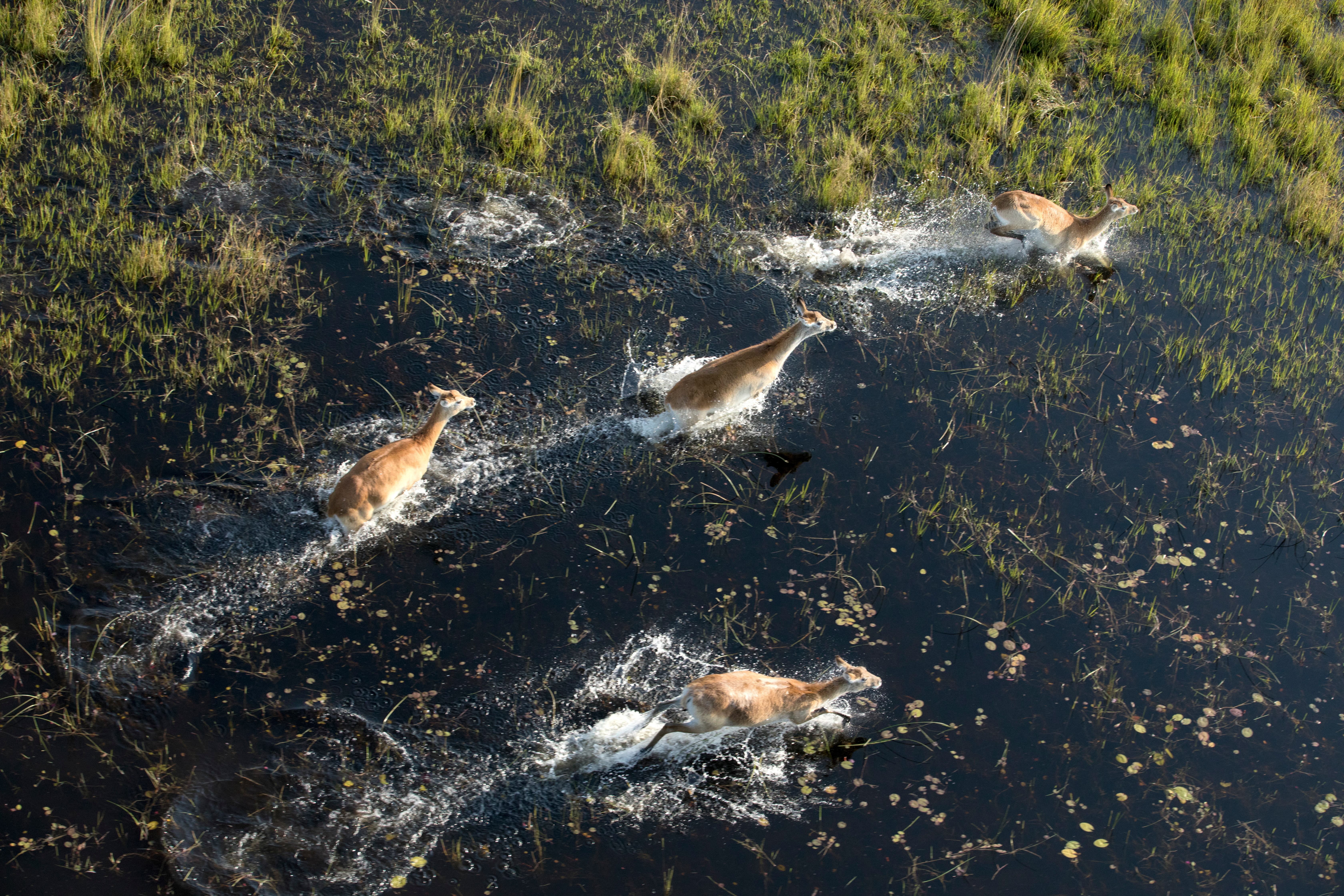 tourhub | Exodus Adventure Travels | Botswana & Zimbabwe Lodge Safari 