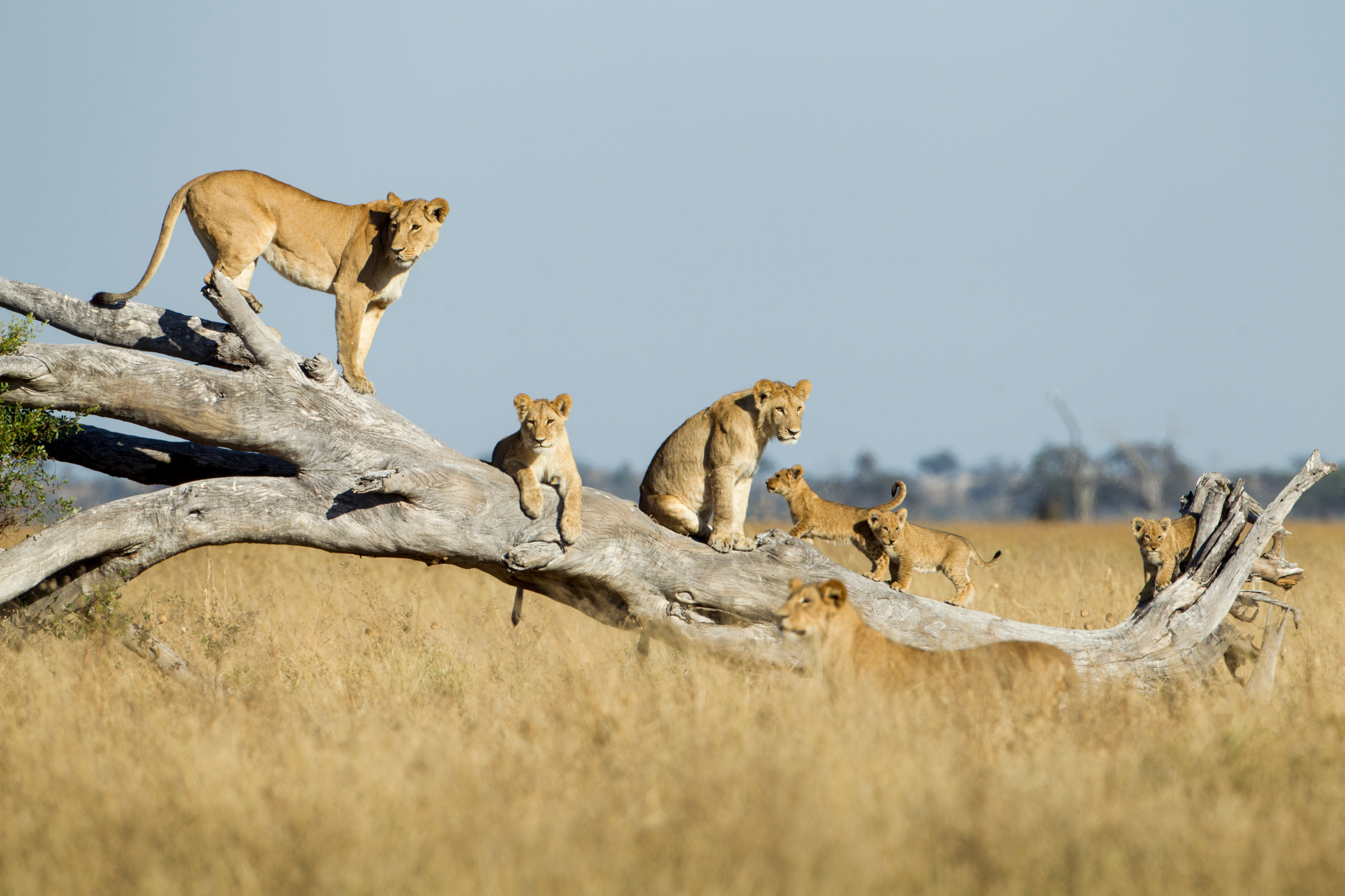 tourhub | Exodus Adventure Travels | Botswana & Zimbabwe Lodge Safari 