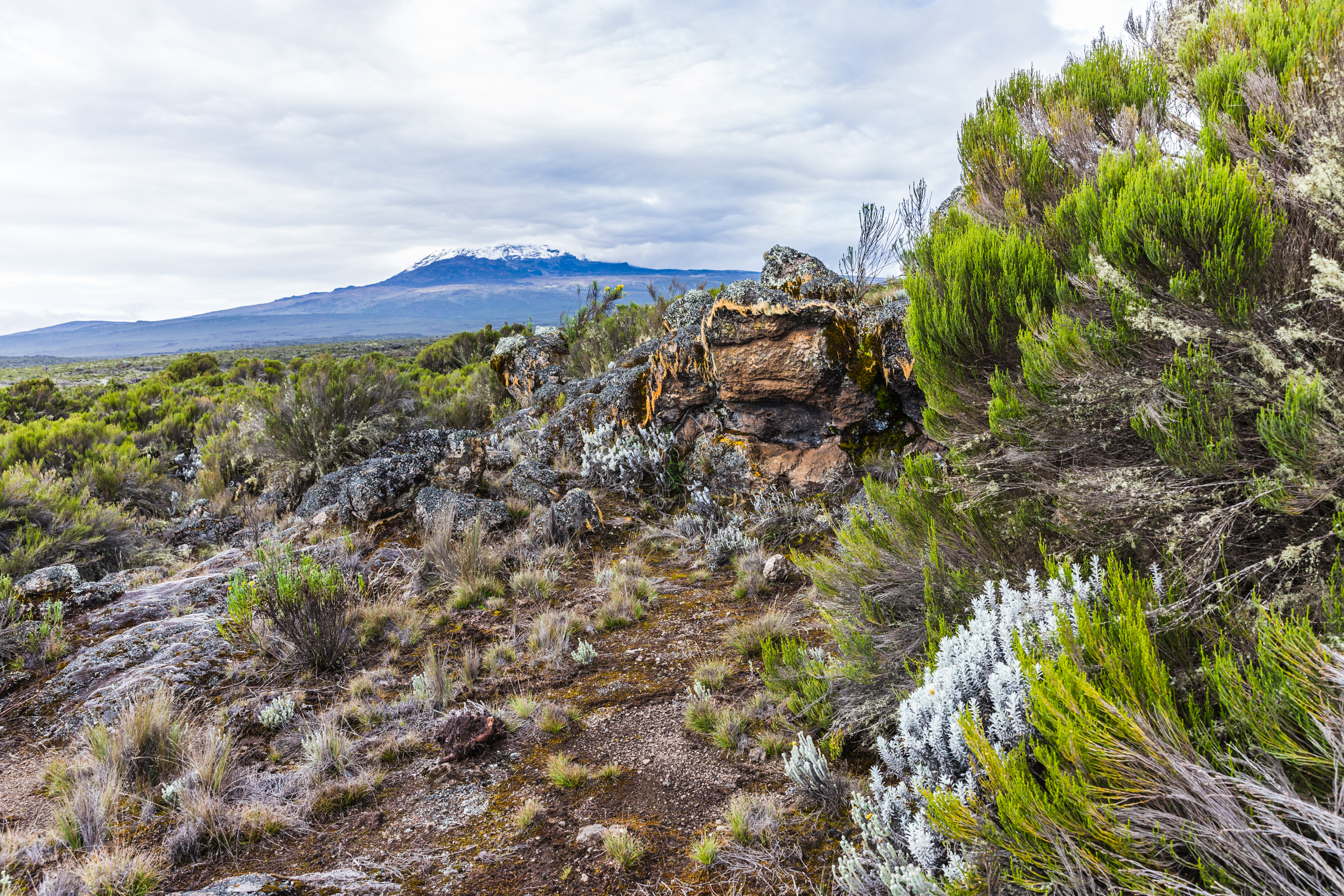 tourhub | Exodus Adventure Travels | Kilimanjaro Climb - Lemosho Route 