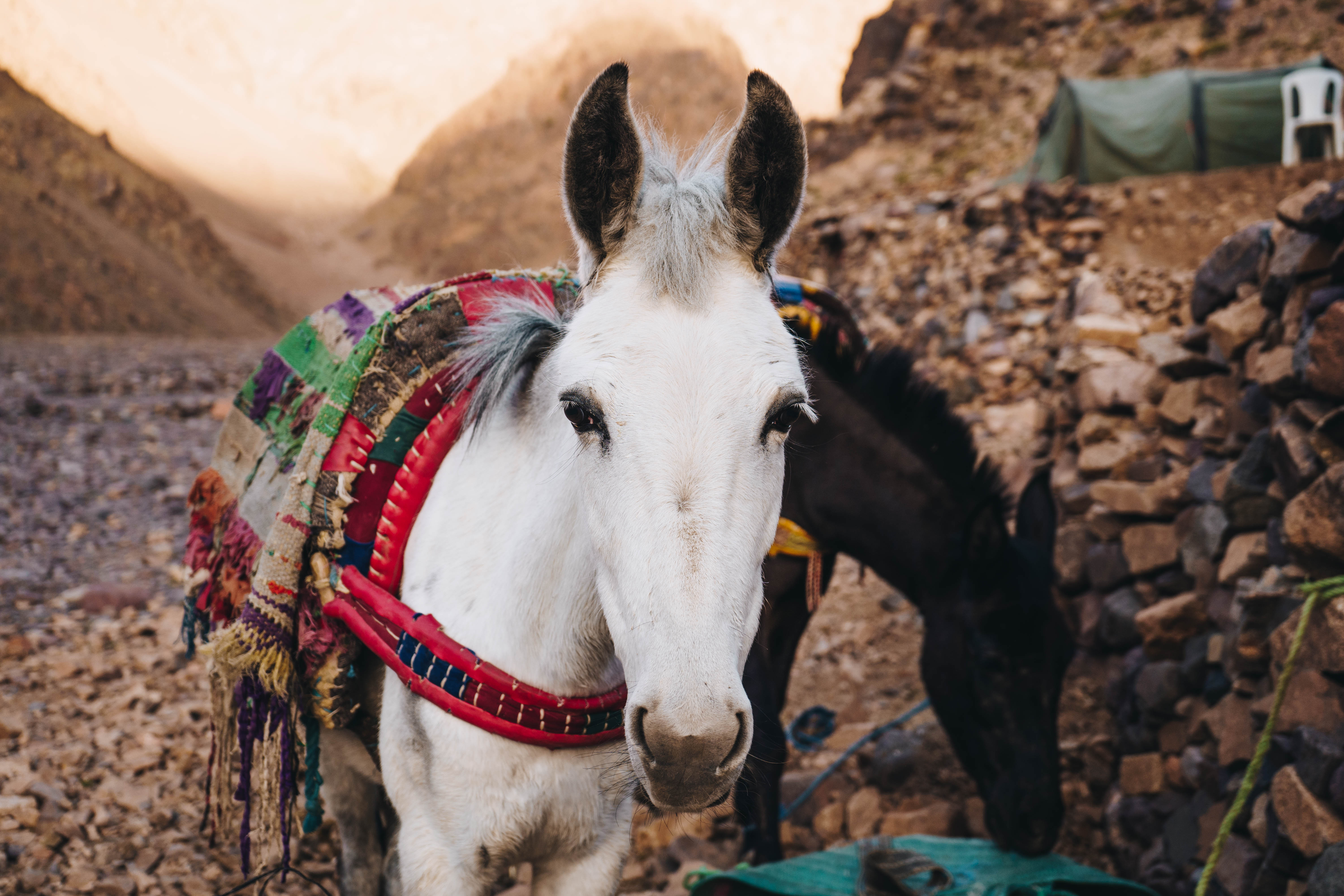 tourhub | Exodus Adventure Travels | Mt Toubkal Climb 