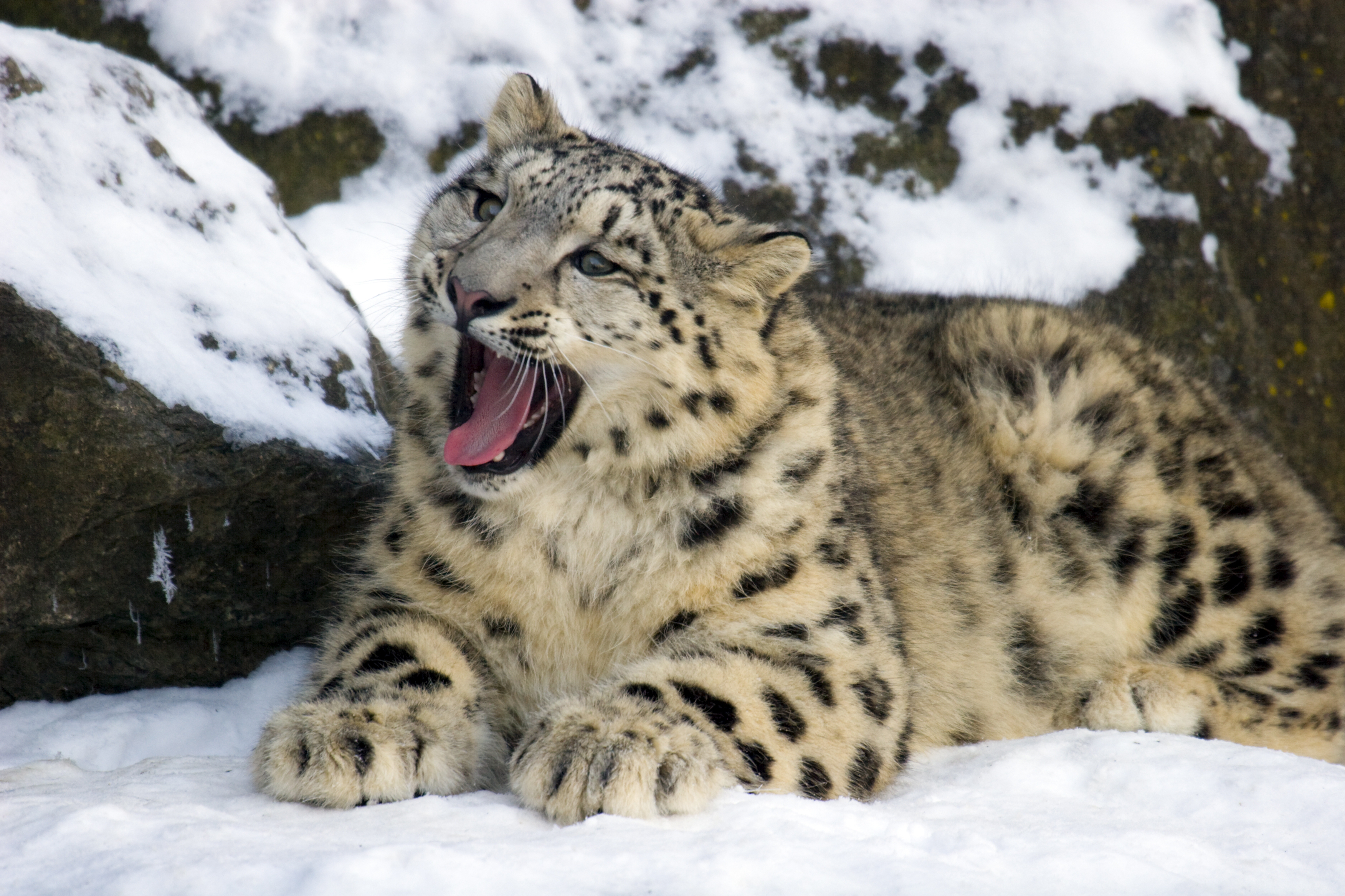 tourhub | Exodus Adventure Travels | Search for Snow Leopards with Valerie Parkinson 