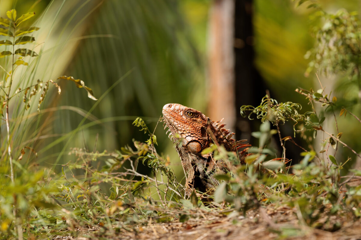 tourhub | Exodus Adventure Travels | Discover Costa Rica 