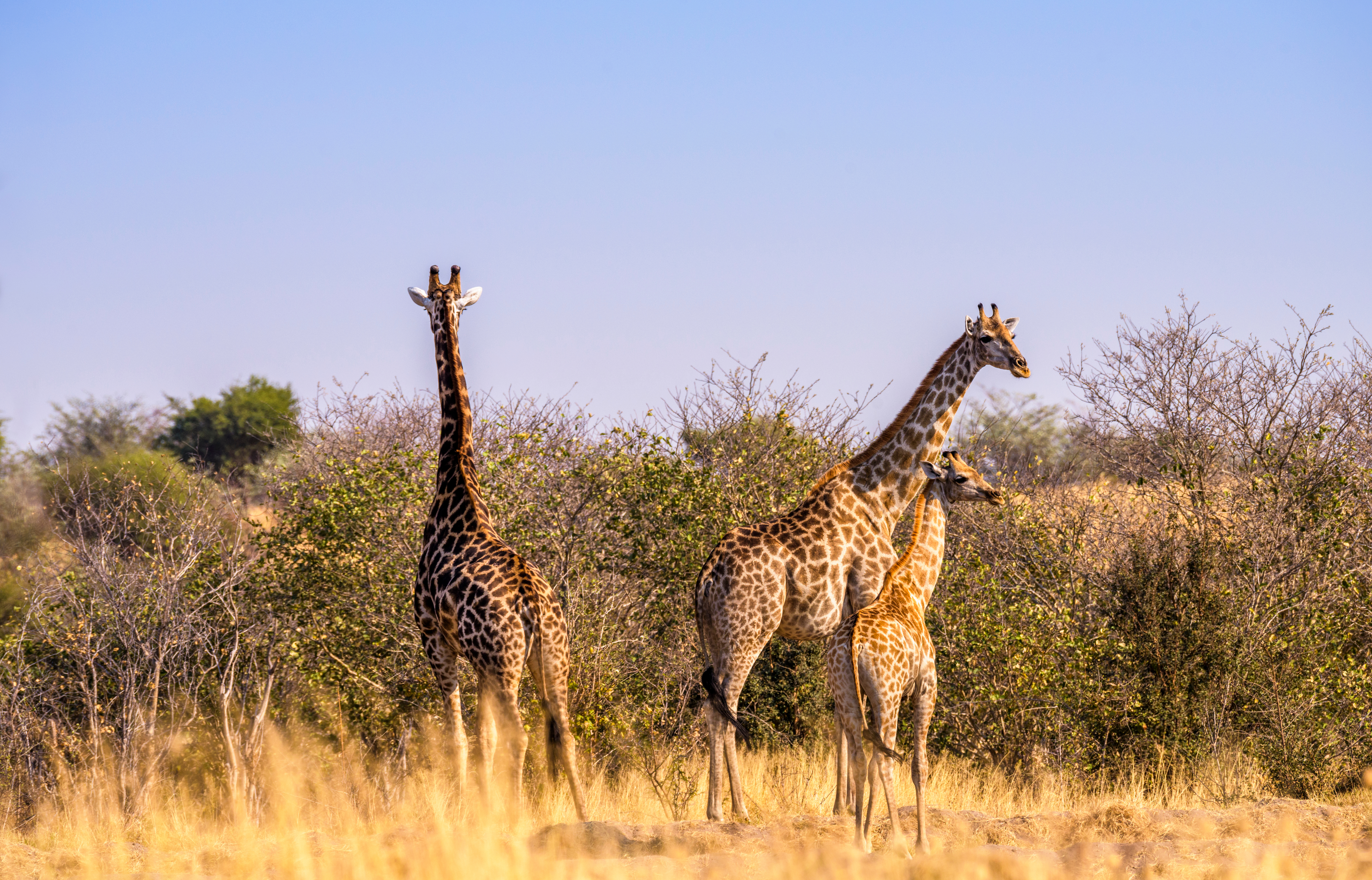 tourhub | Exodus Adventure Travels | Wildlife & Wilderness of Botswana 