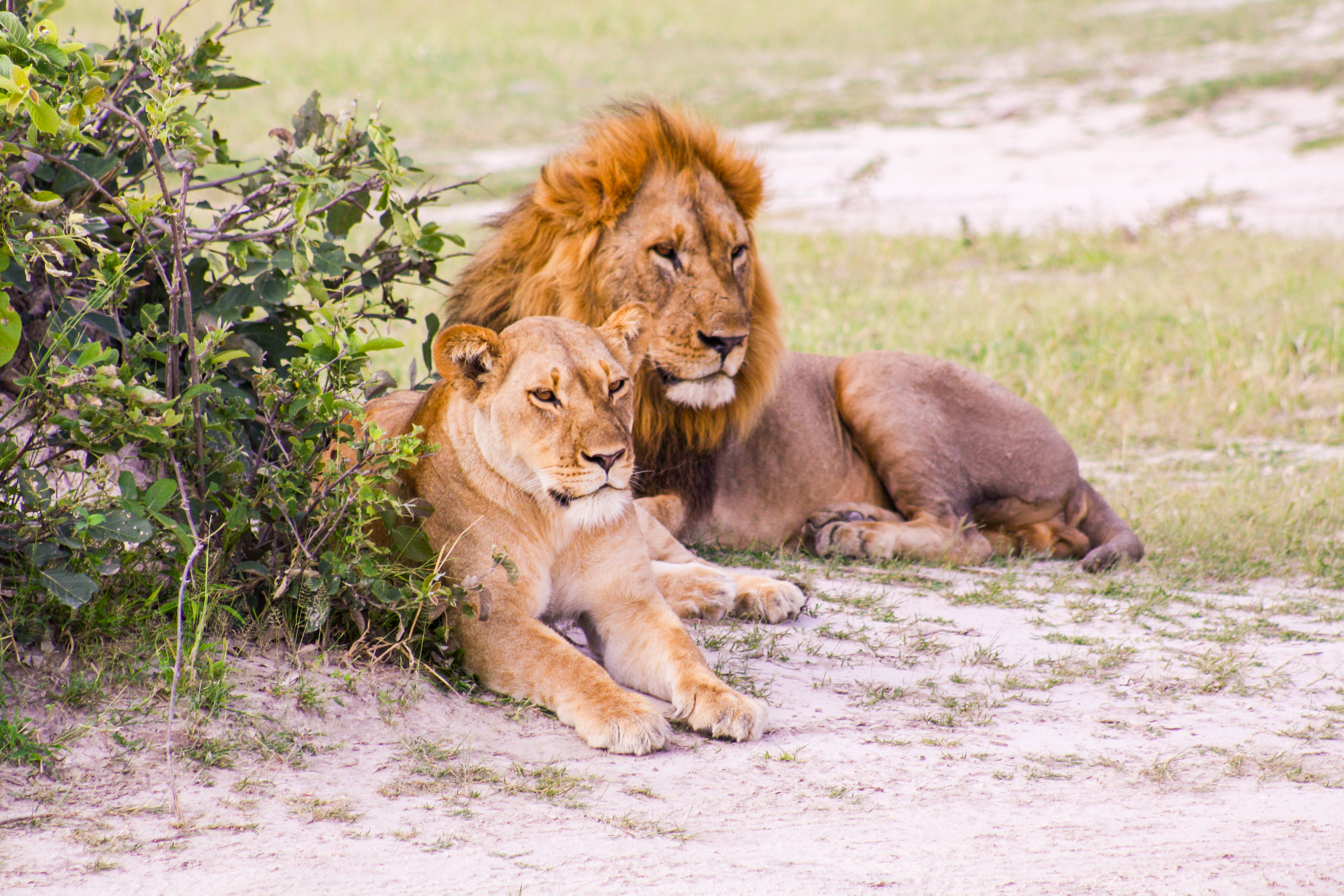 tourhub | Exodus Adventure Travels | Wildlife & Wilderness of Botswana 