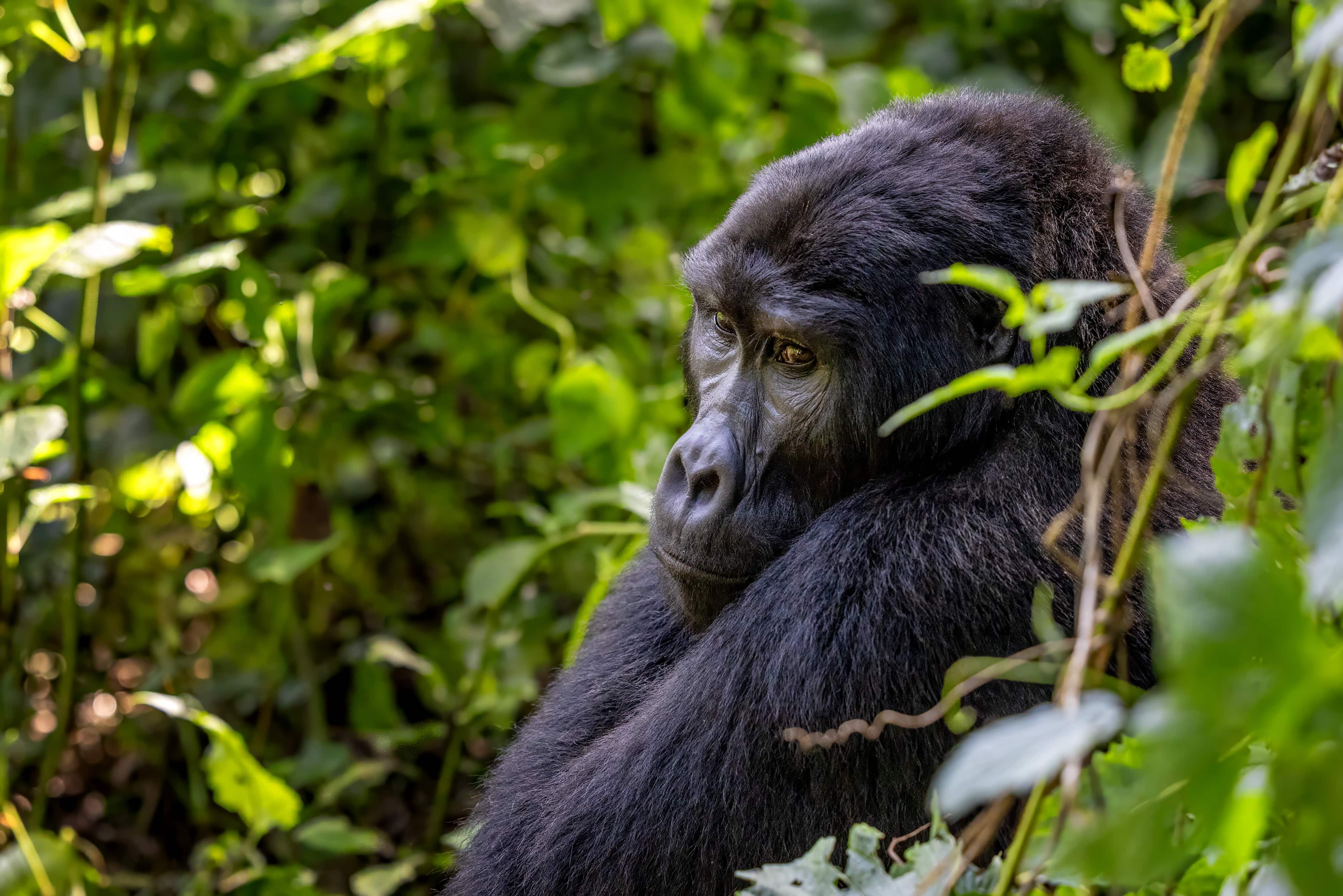Chimps &amp; Gorillas of Uganda