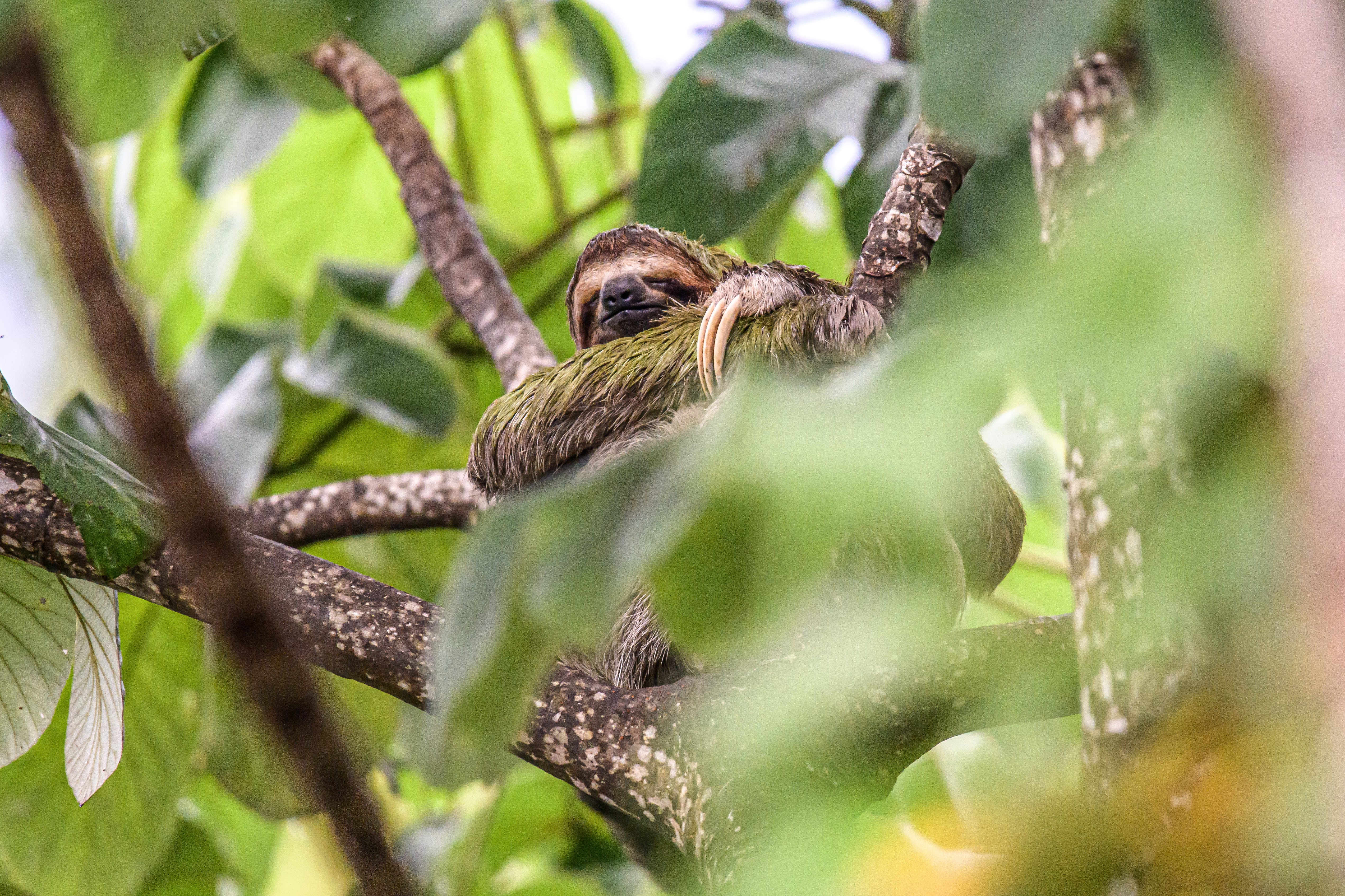 tourhub | Exodus Adventure Travels | Natural Highlights of Costa Rica 