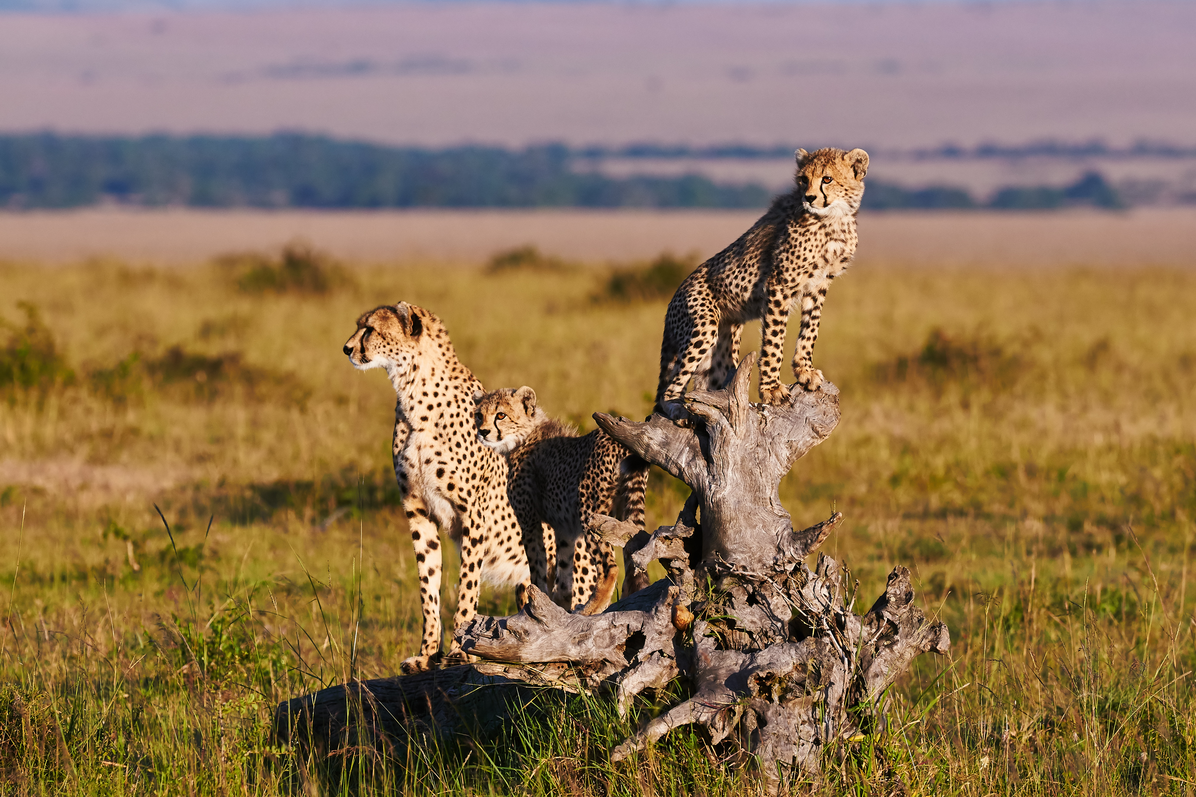 tourhub | Exodus Adventure Travels | Kenya & Tanzania Adventure 