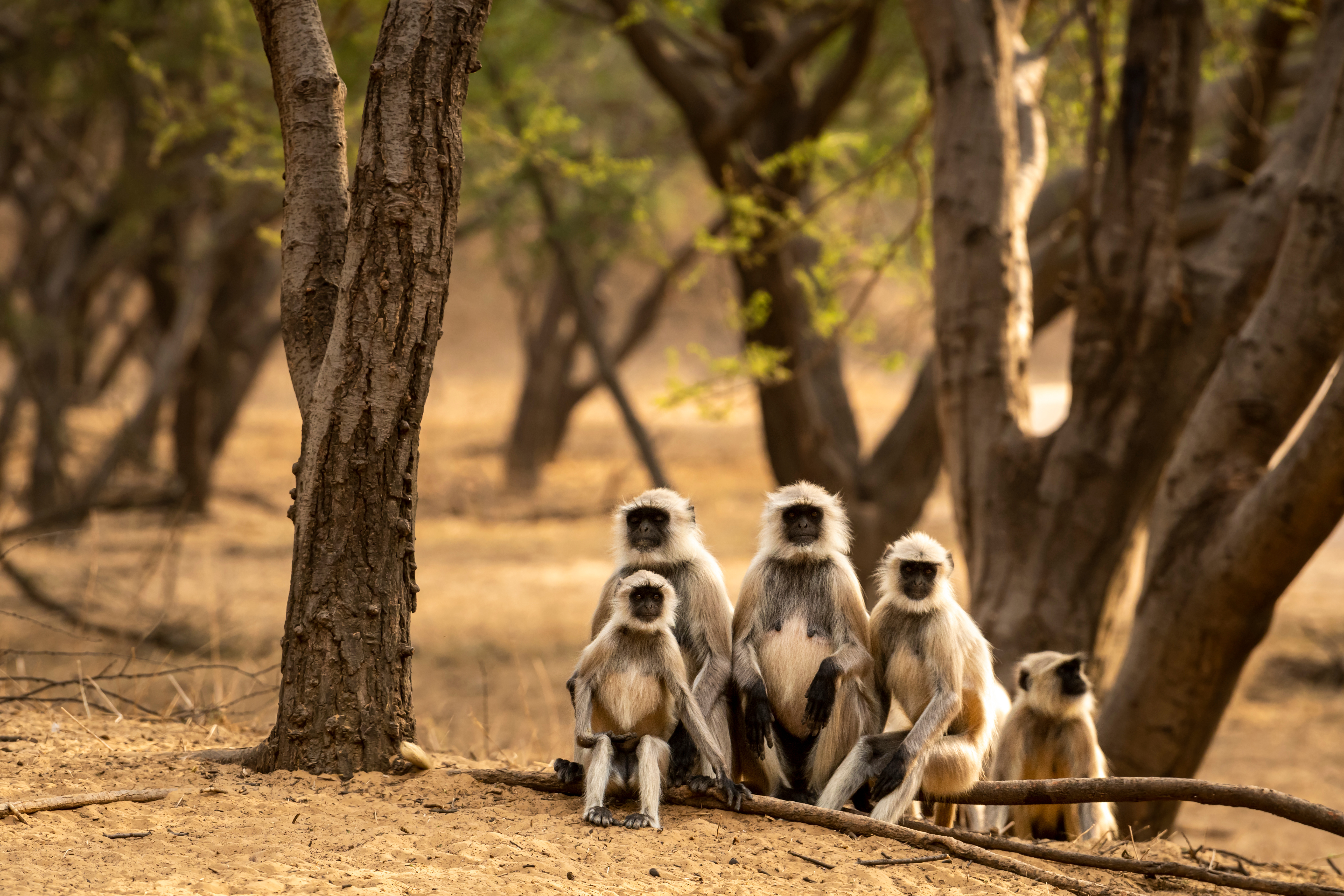 tourhub | Exodus Adventure Travels | Colours of Rajasthan 