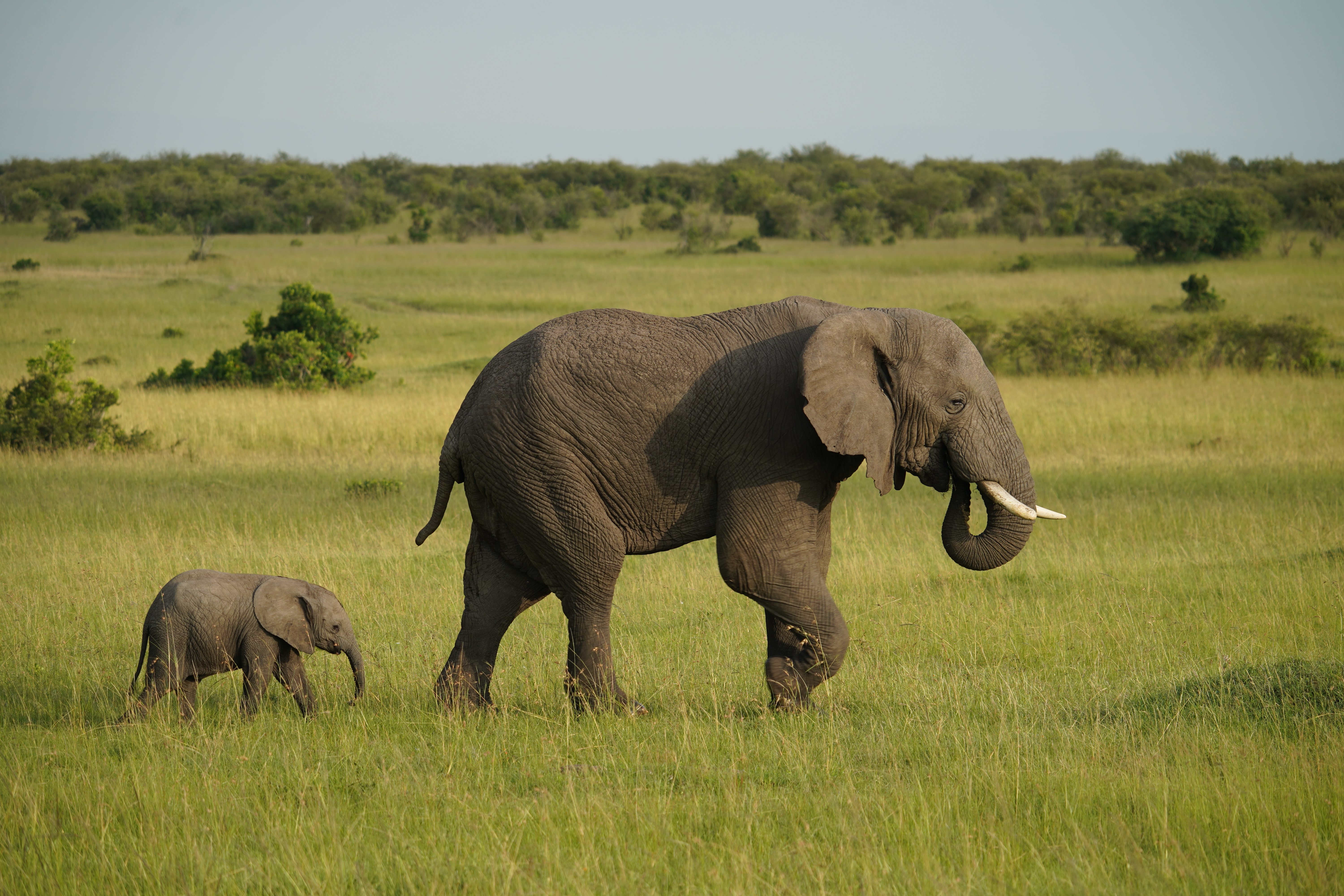 tourhub | Exodus Adventure Travels | Gorillas & Masai Mara - Camping 