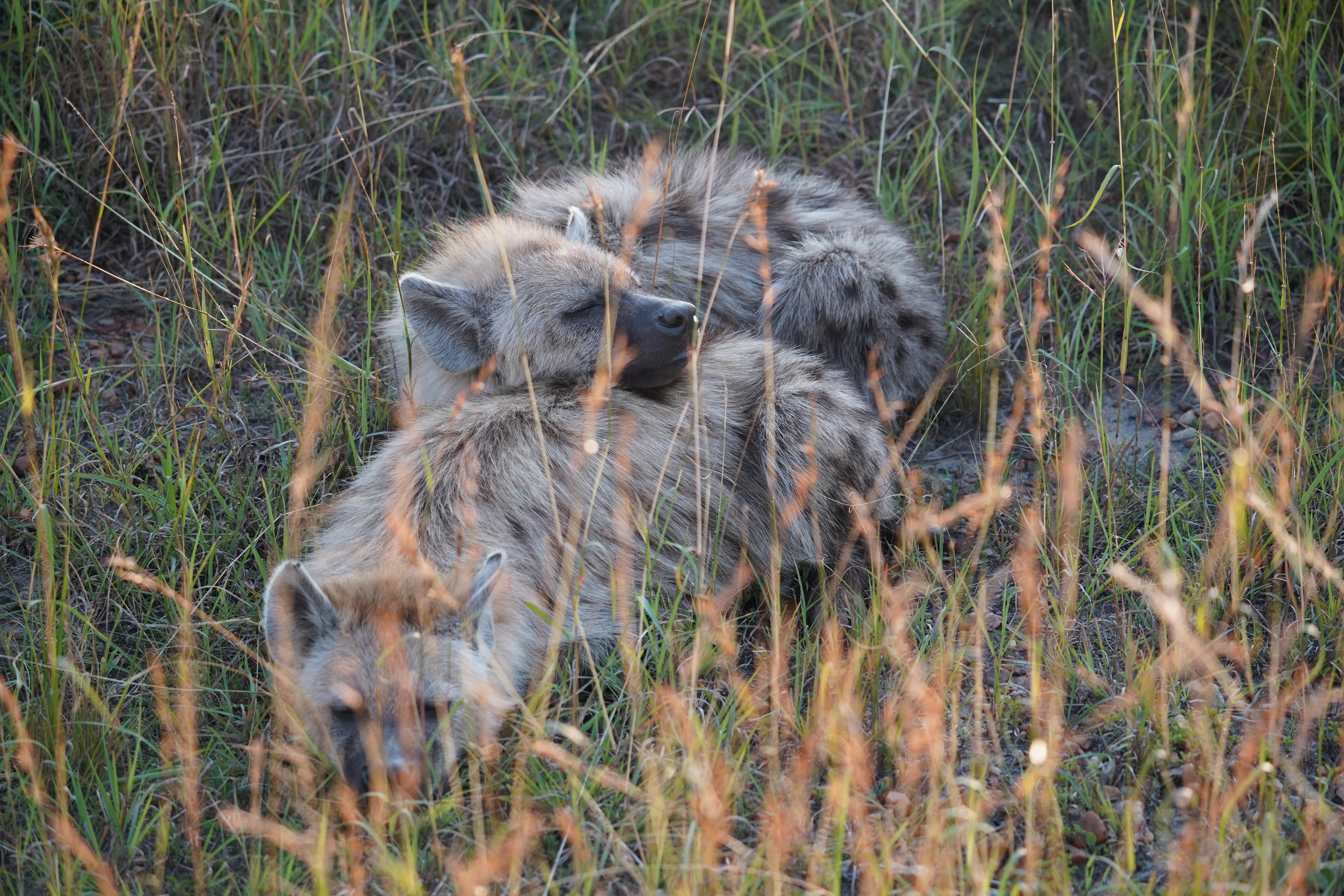 tourhub | Exodus Adventure Travels | Gorillas &amp; Masai Mara - Camping 