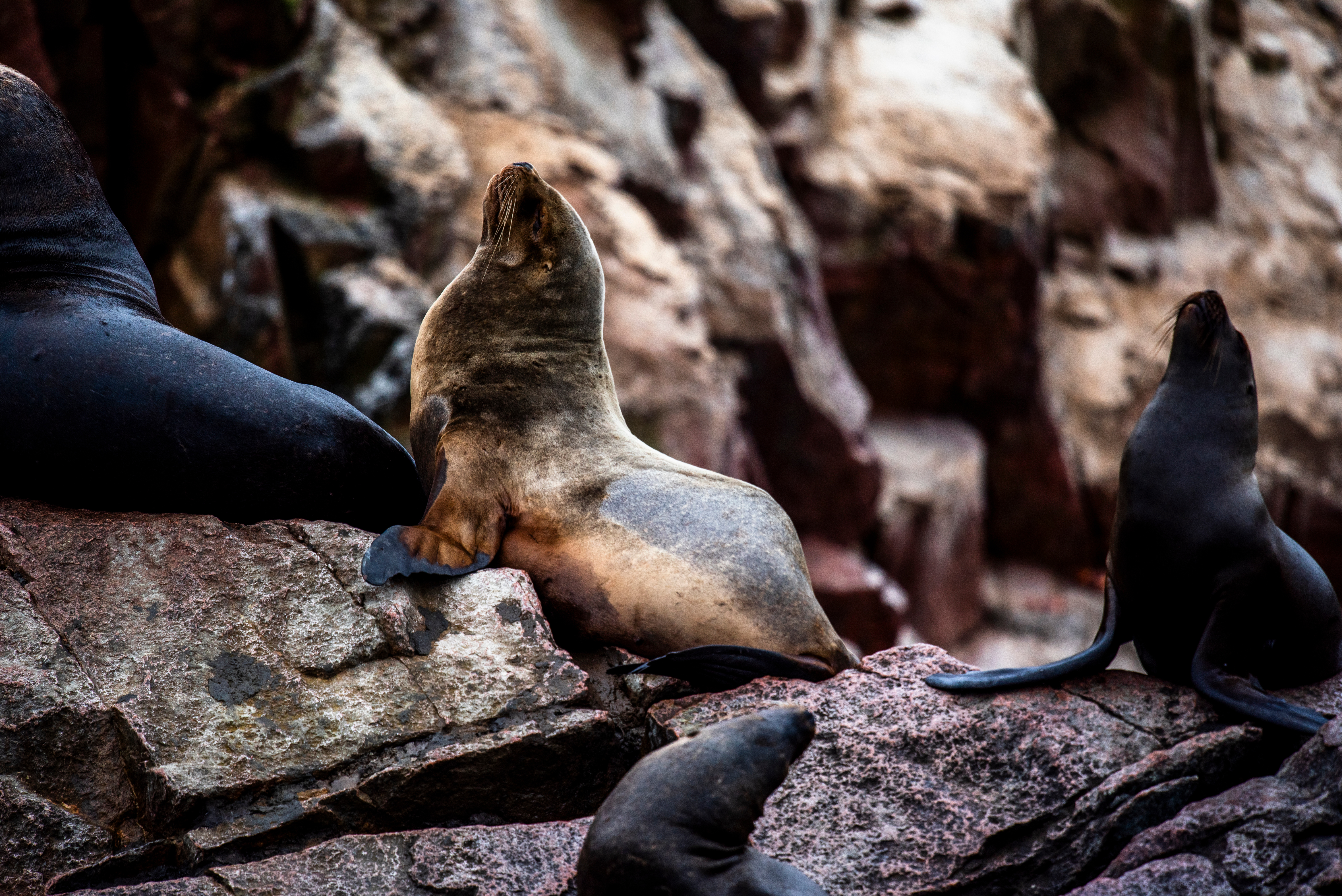 tourhub | Exodus Adventure Travels | Essential Peru 