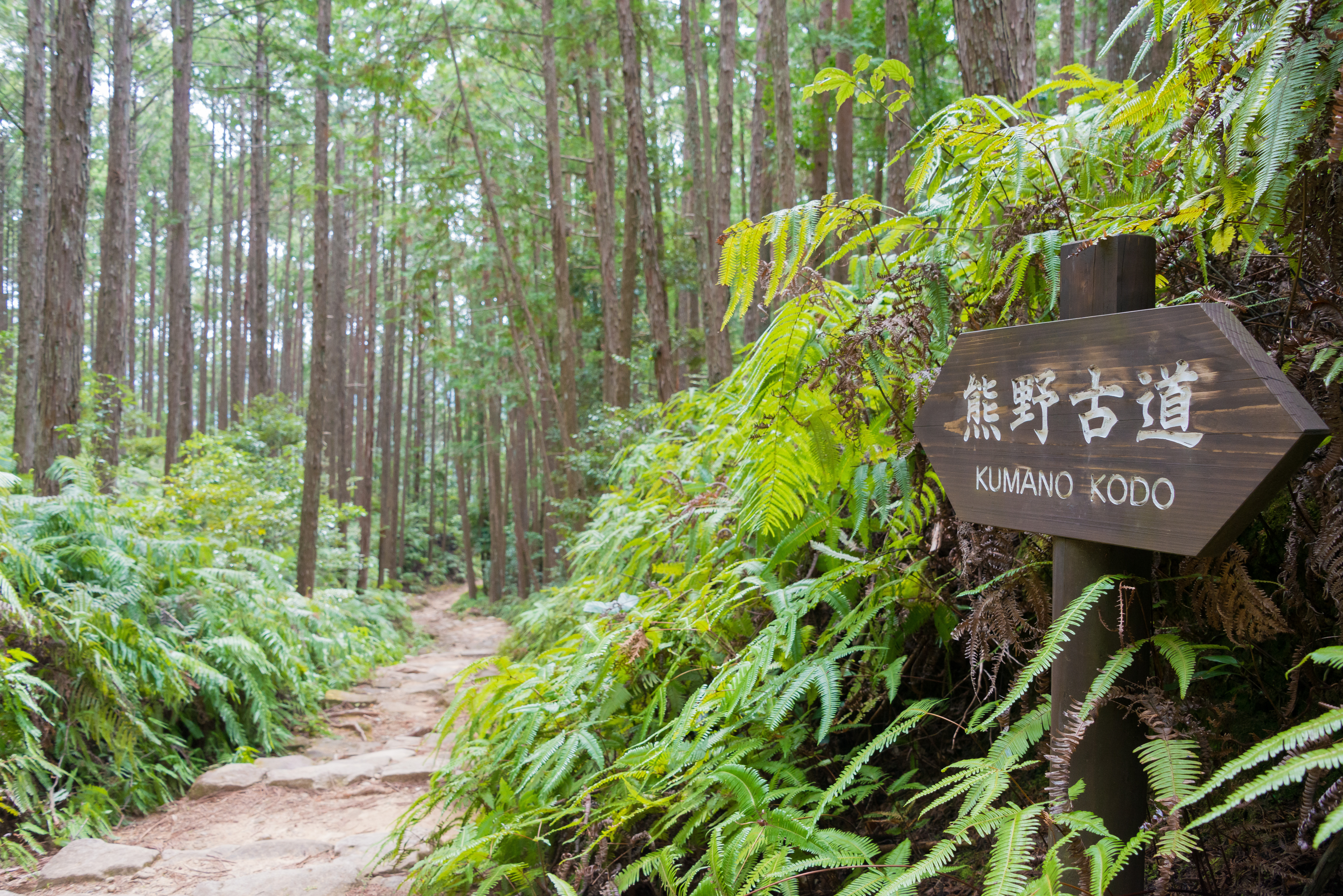 tourhub | Exodus Adventure Travels | Japan's Kumano Kodo 