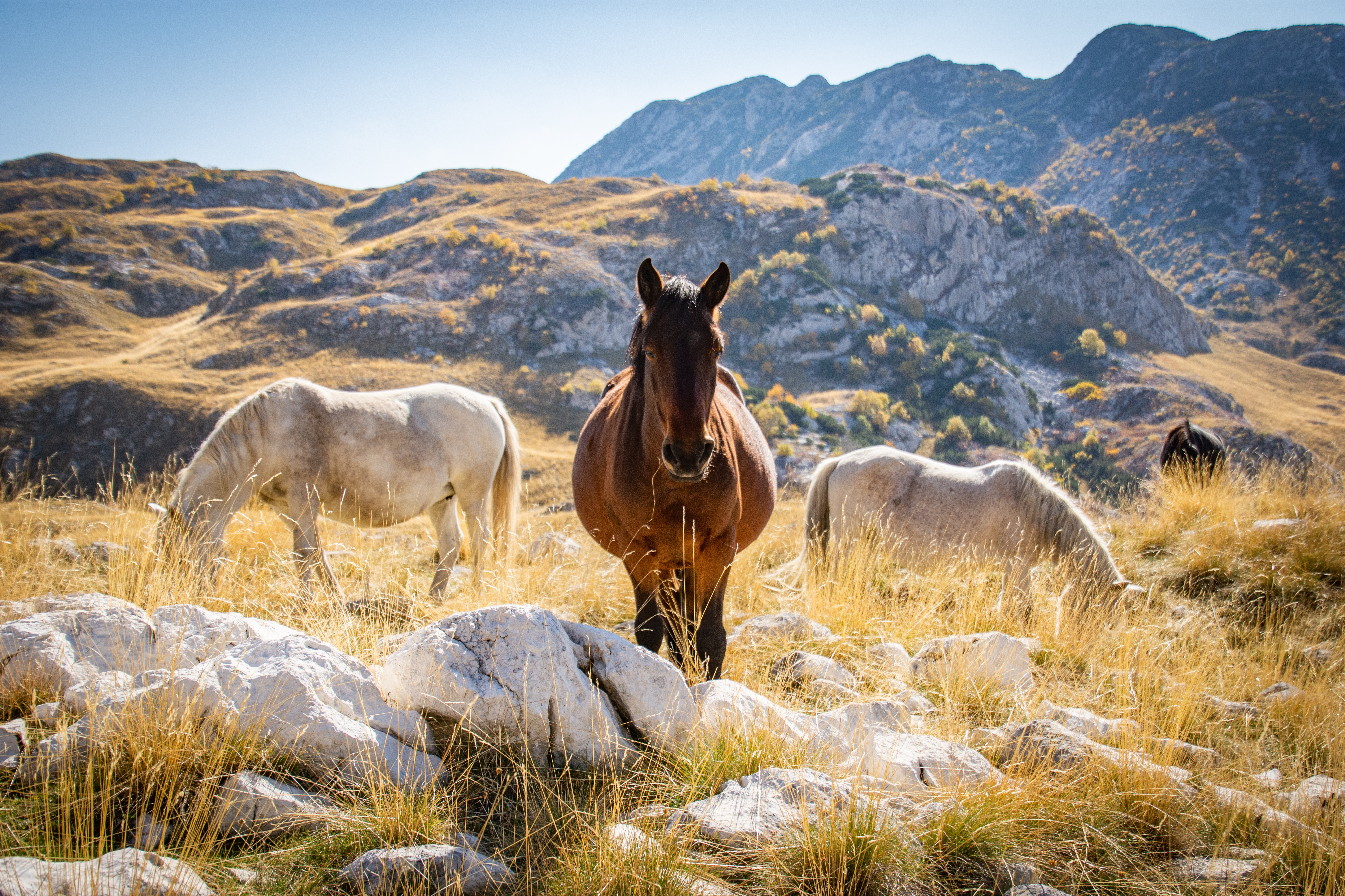 tourhub | Exodus Adventure Travels | Cycle the Balkans 