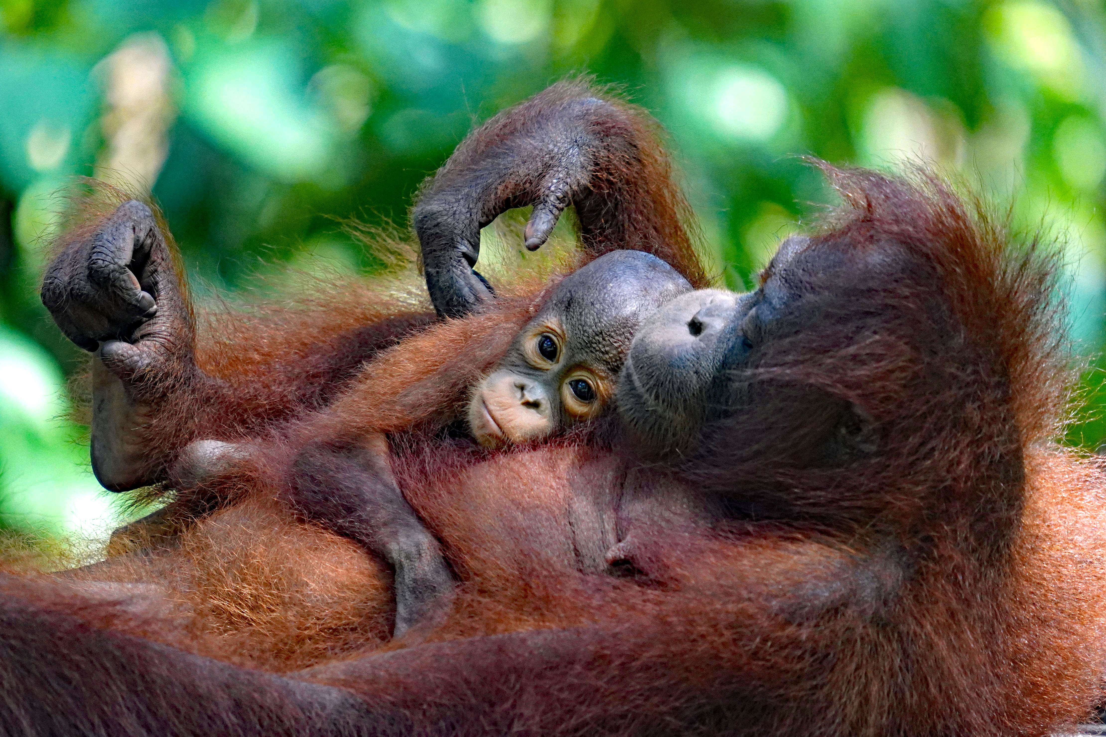 tourhub | Exodus Adventure Travels | Borneo Wildlife Discoverer 