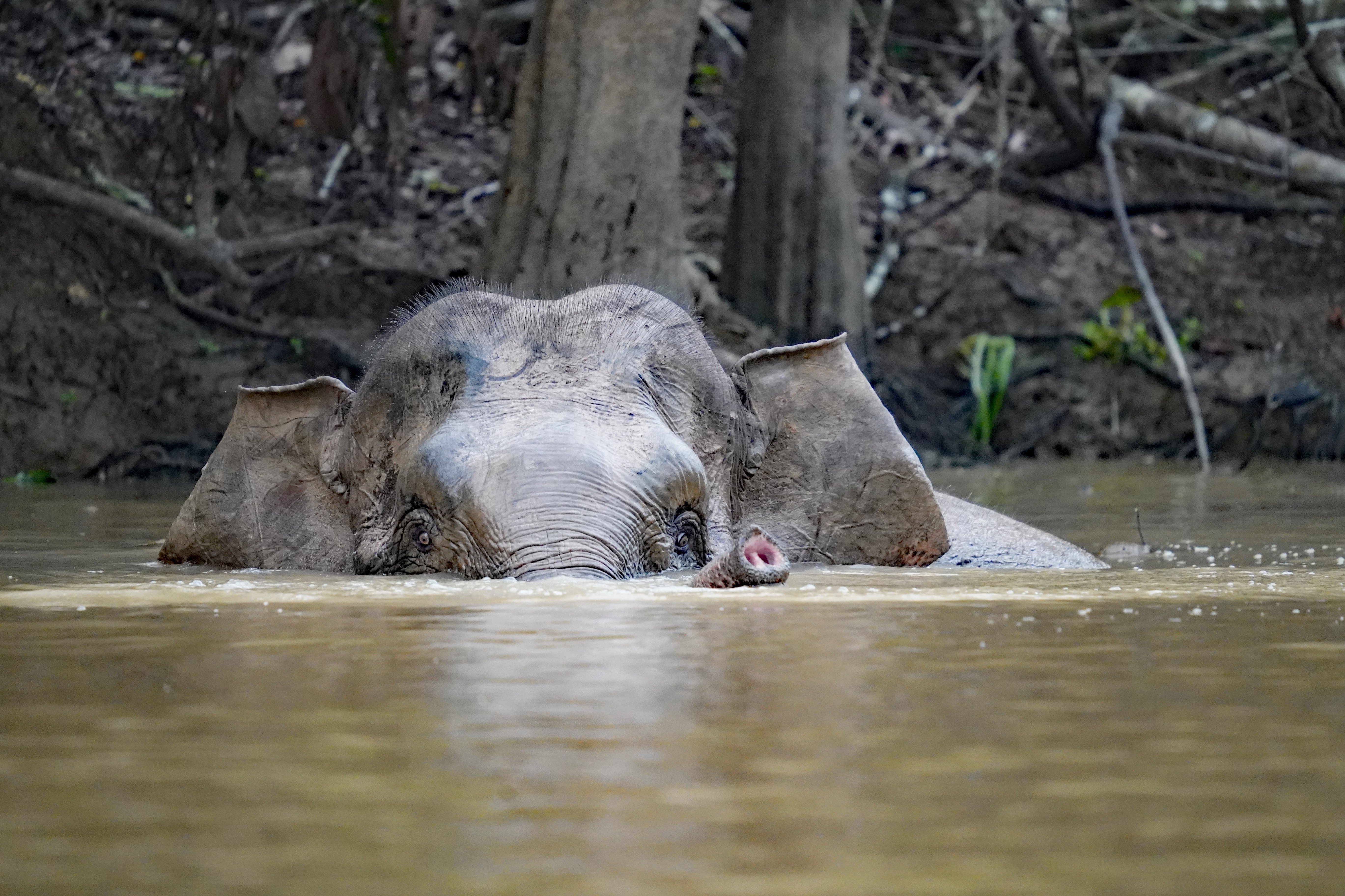 tourhub | Exodus Adventure Travels | Borneo Wildlife Discoverer 