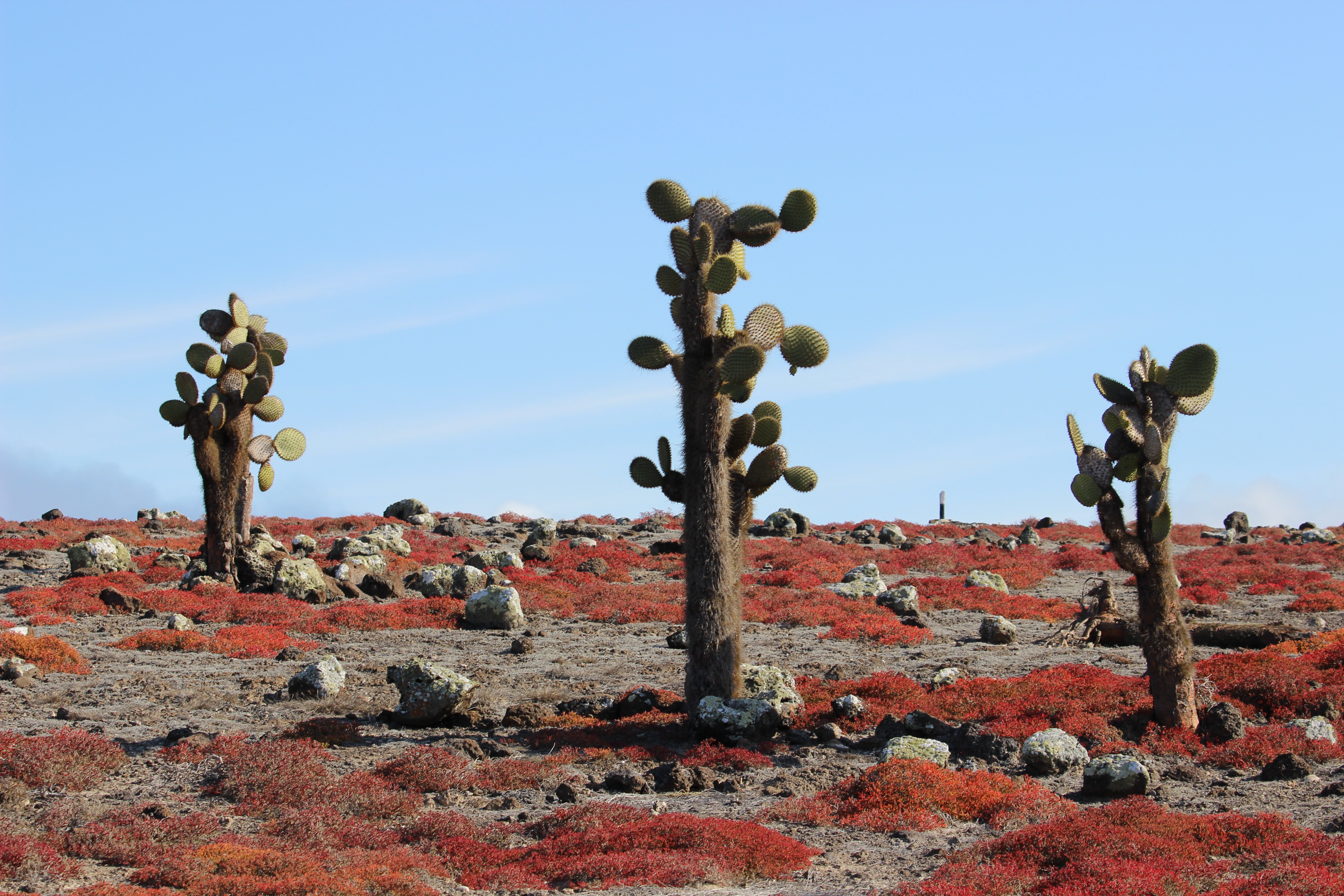 tourhub | Exodus Adventure Travels | Galapagos Encounter - Archipel I (Itinerary A) 