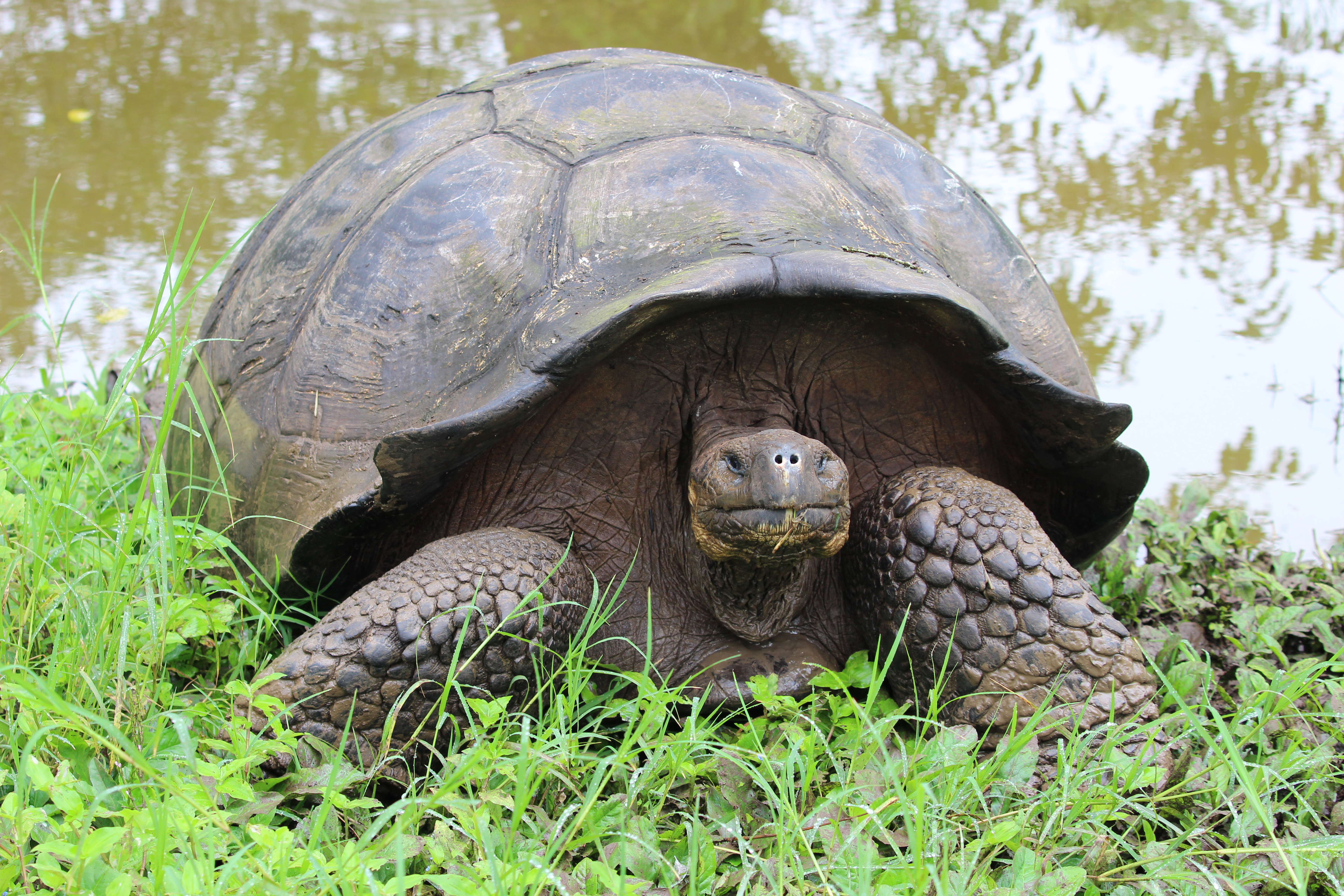 tourhub | Exodus Adventure Travels | Galapagos Encounter - Archipel I (Itinerary A) 