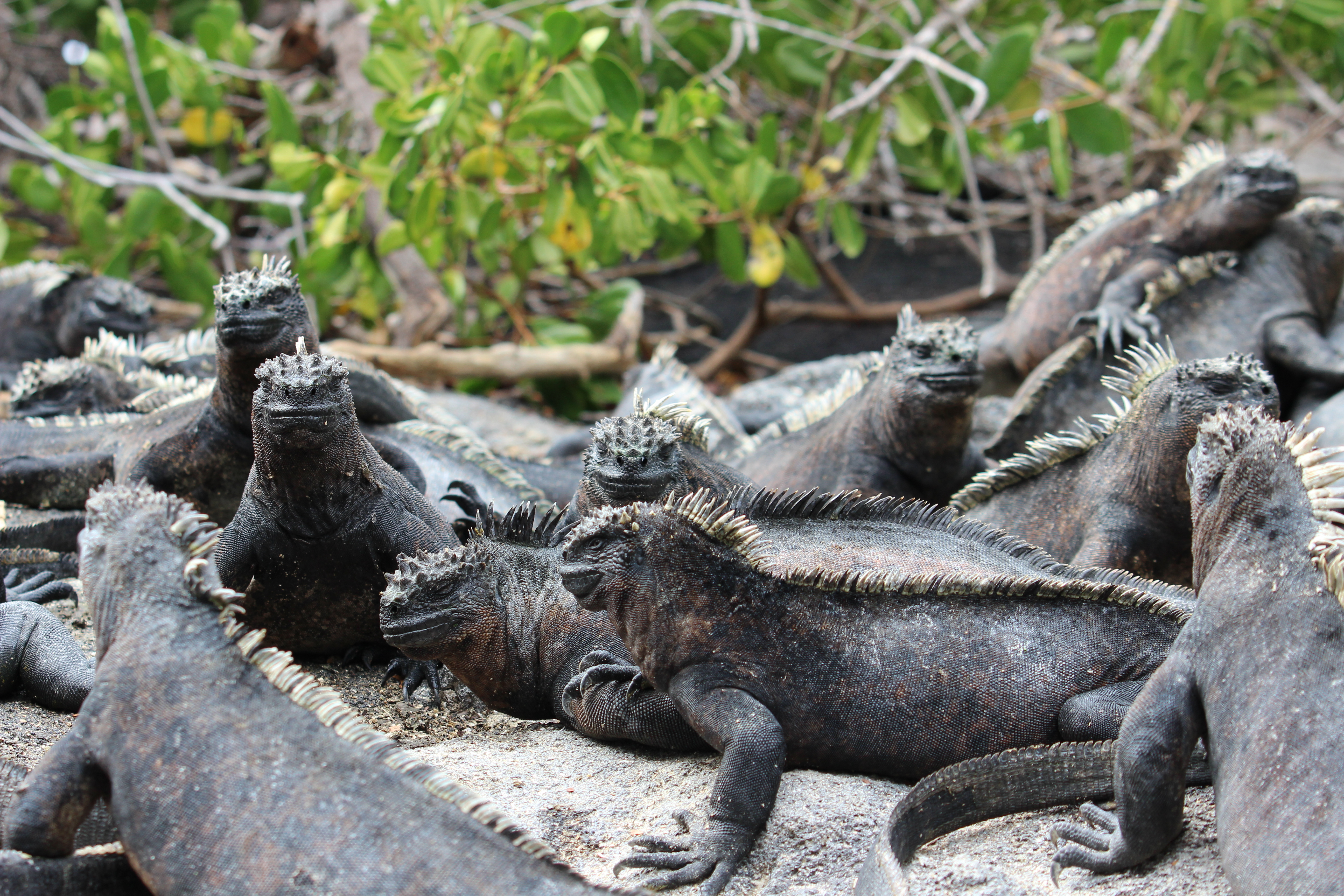 tourhub | Exodus Adventure Travels | Galapagos Encounter - Archipel I (Itinerary A) 