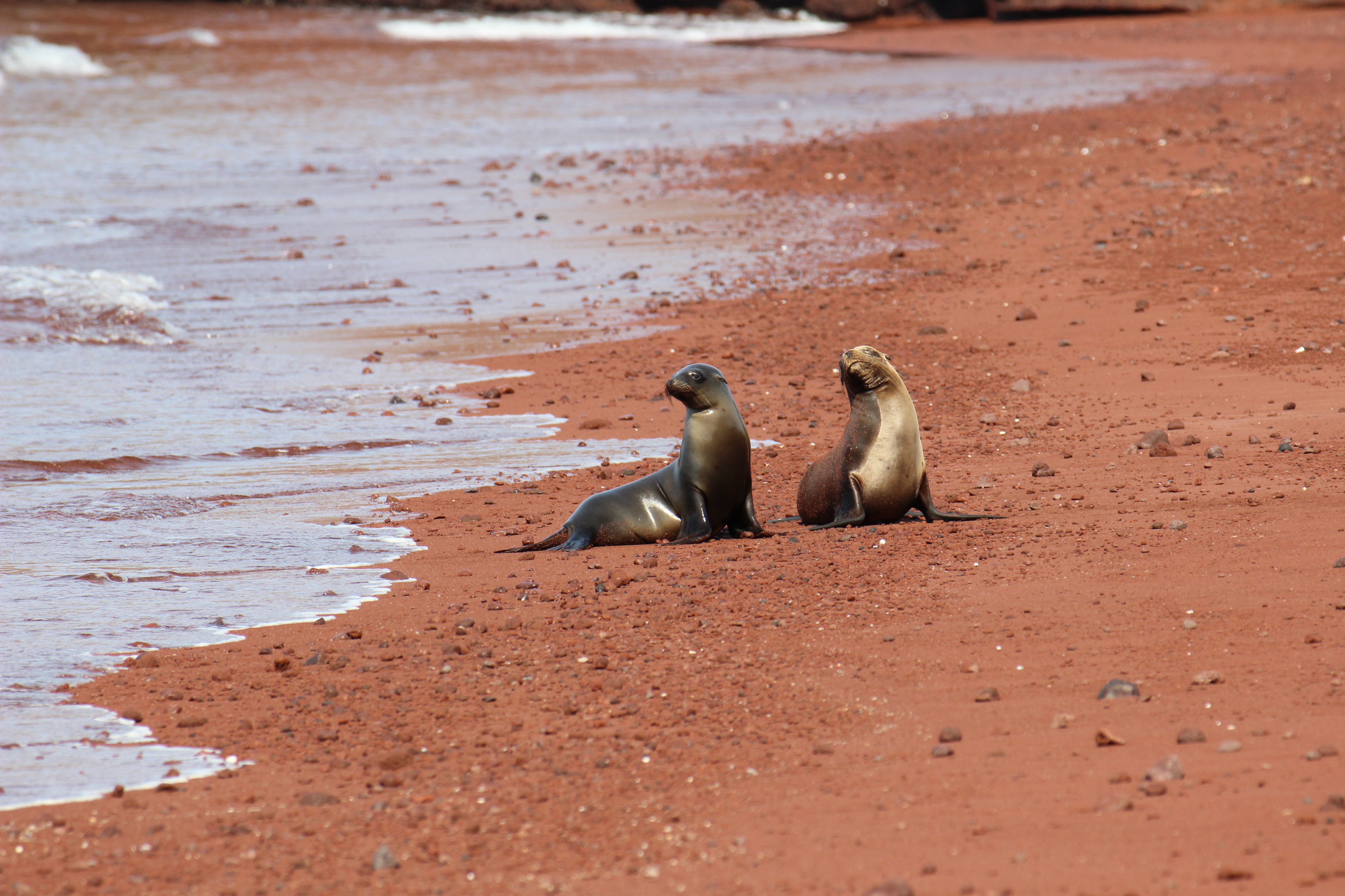 tourhub | Exodus Adventure Travels | Galapagos Encounter - Archipel I (Itinerary A) 