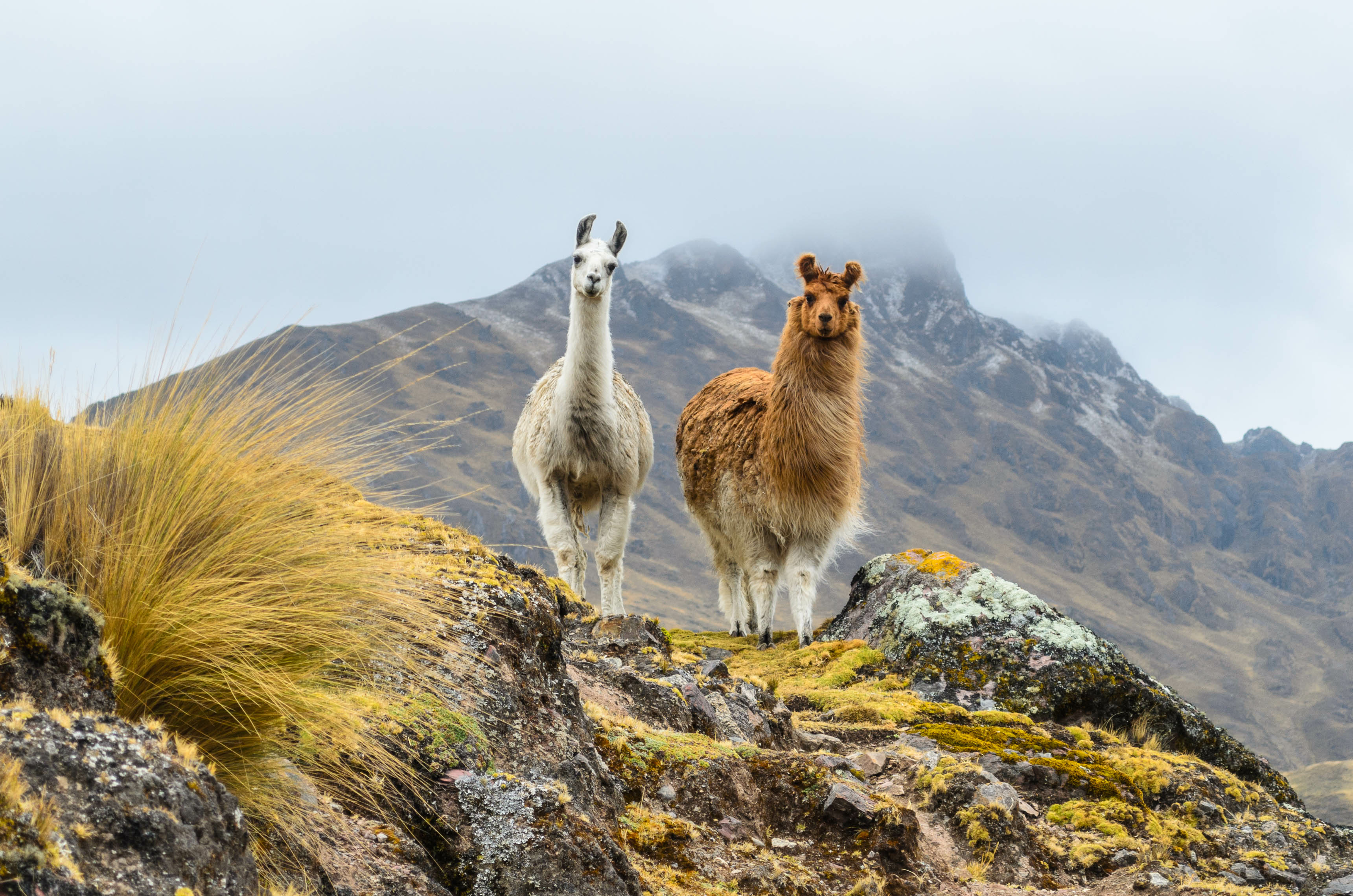 tourhub | Exodus Adventure Travels | Essential Peru 