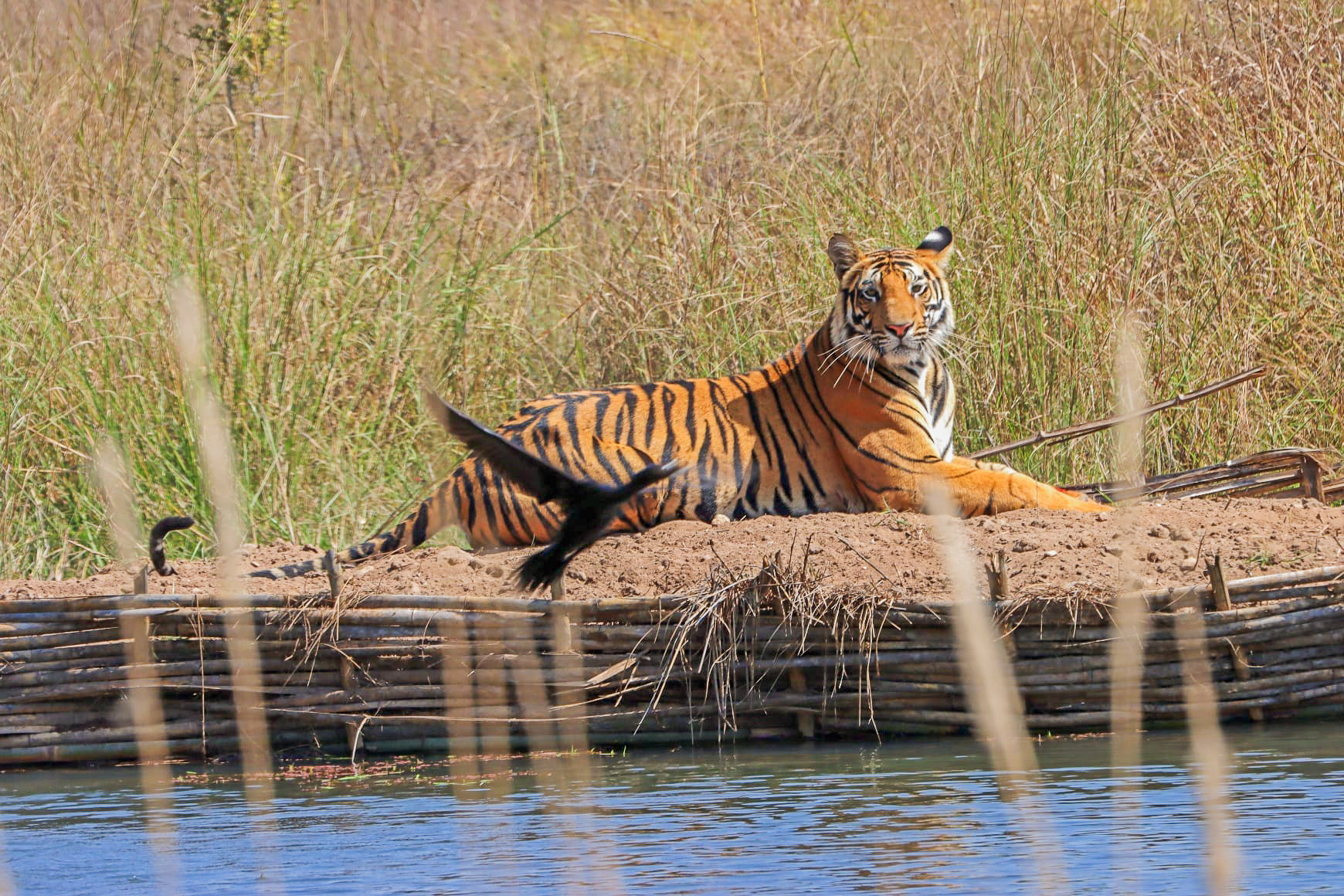 tourhub | Exodus Adventure Travels | India Tiger Safari 