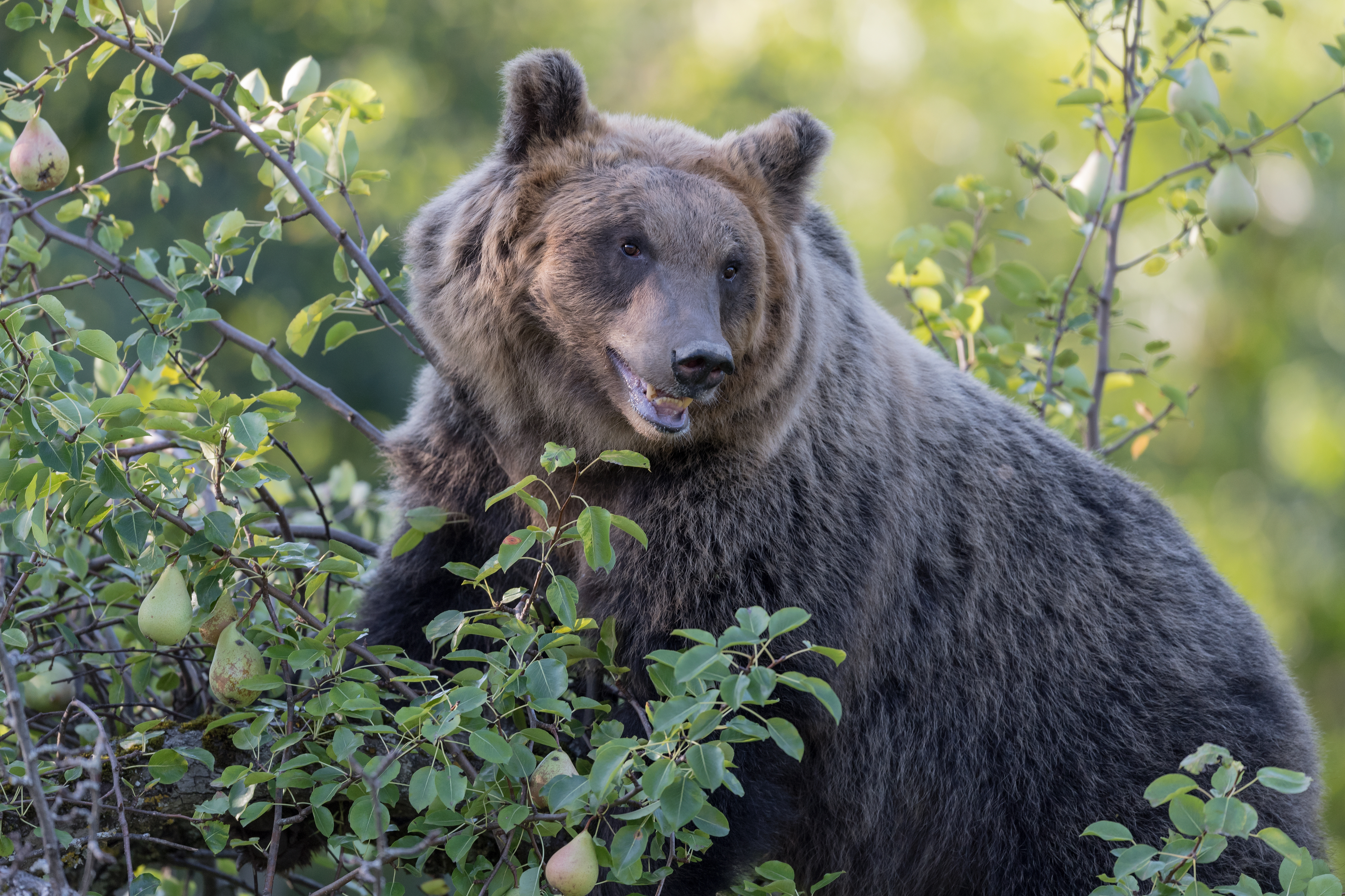 tourhub | Exodus Adventure Travels | Italian Apennines: Walks &amp; Wildlife 