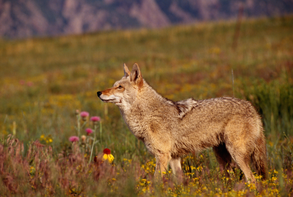 Yellowstone On The Brink Animals Mass Exodus Signals Imminent Danger - r1c9r3j
