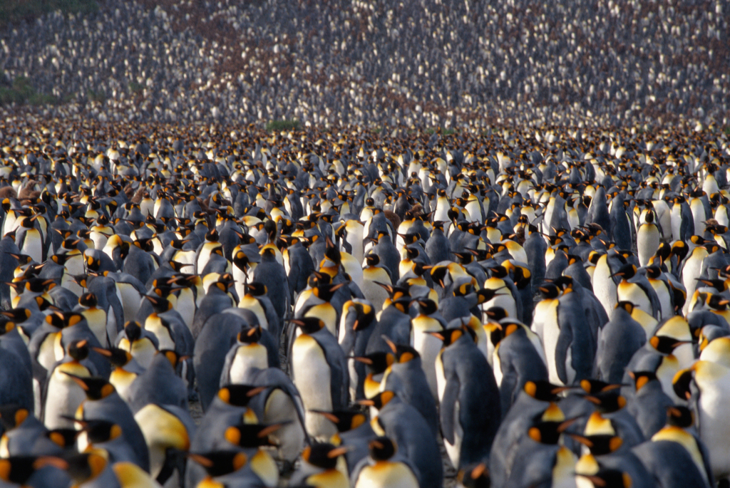 Penguin Diner  While on an Antarctic trek , Penny the Penguin