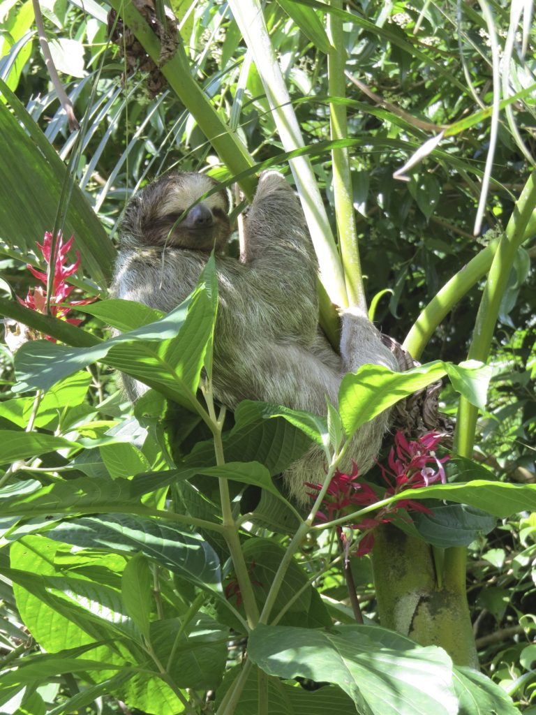 Costa Rica Wildlife Holidays | Costa Rica Trips & Tours | Exodus