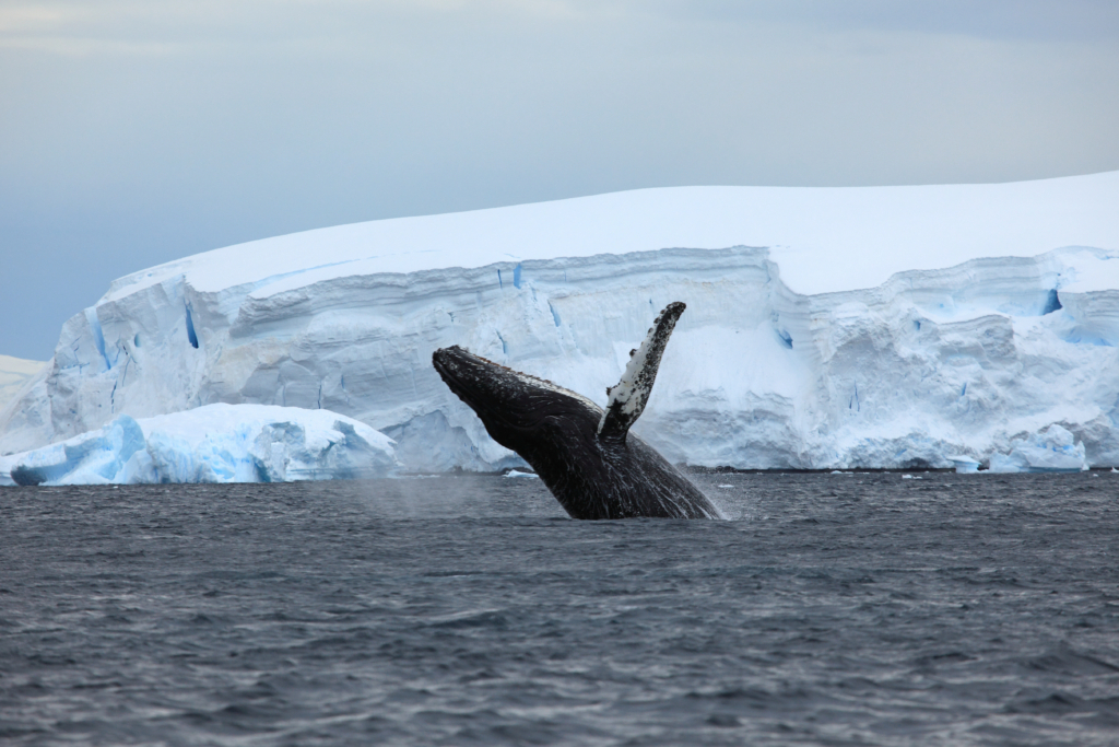 Antarctic Explorer | Antarctic Holidays | Exodus