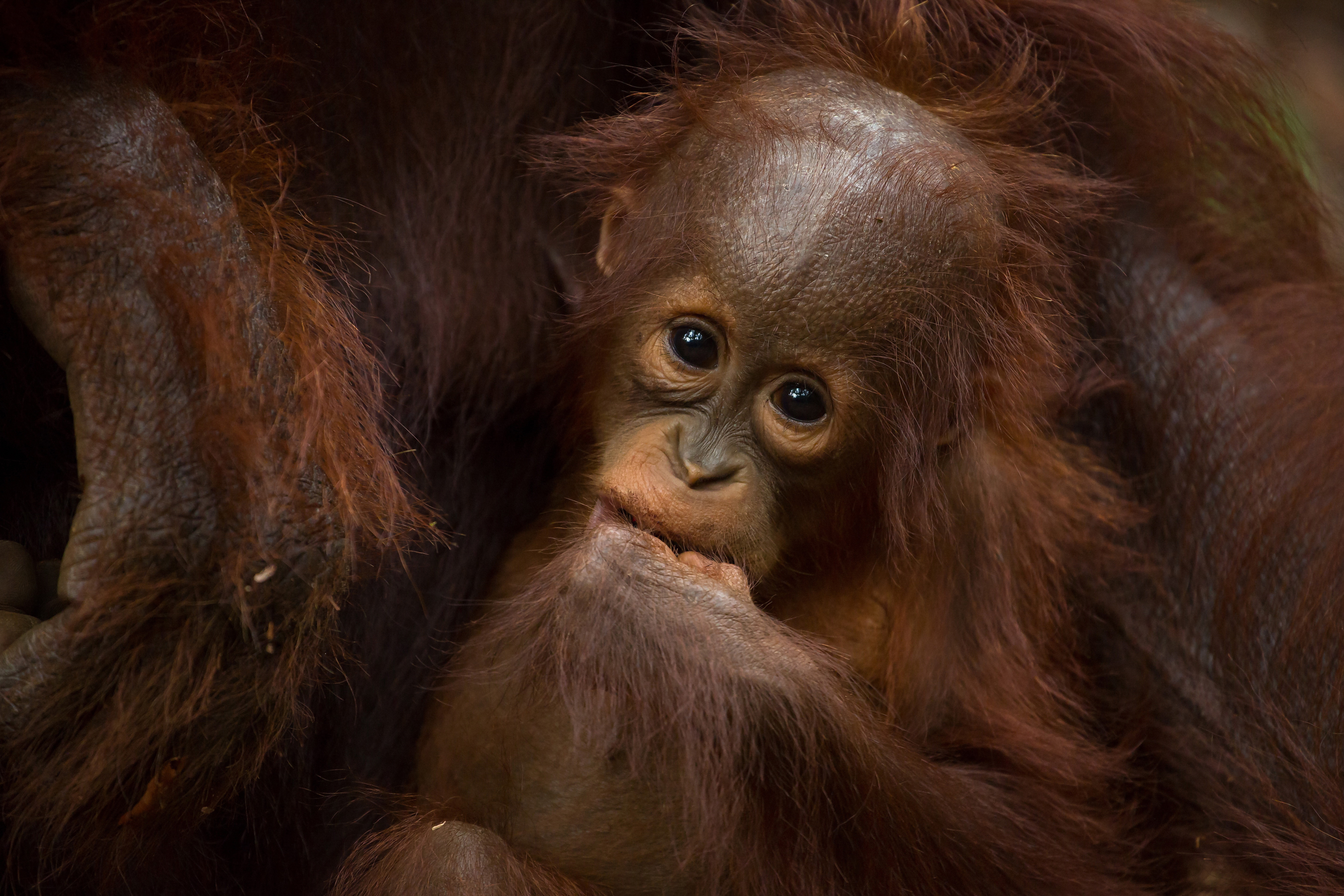 tourhub | Exodus | Borneo Wildlife Discoverer | WOH