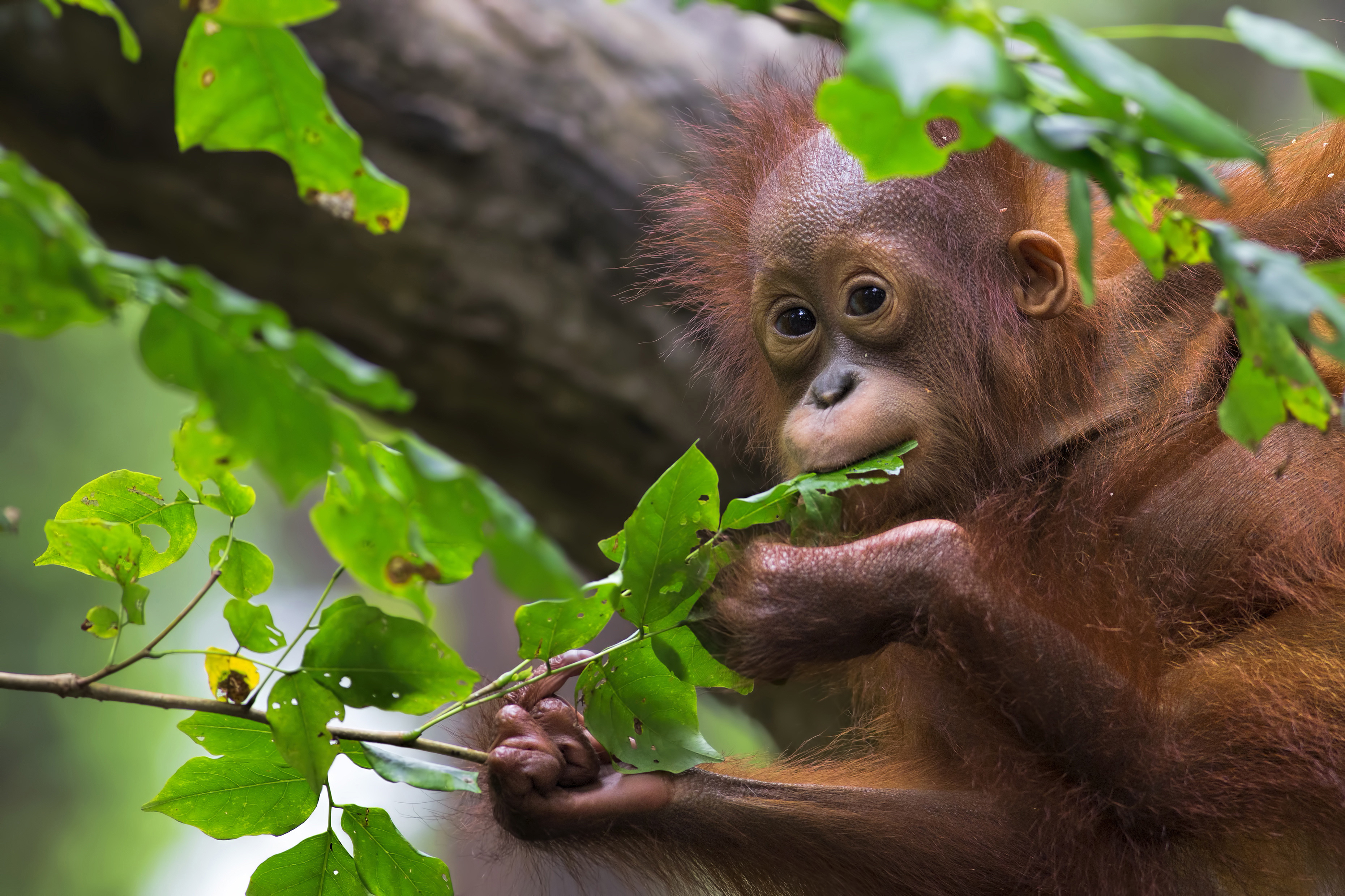 tourhub | Exodus | Borneo Wildlife Discoverer | WOH