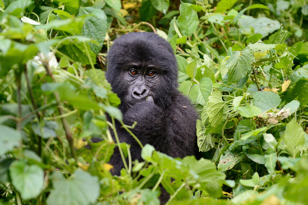 Chimps & Gorillas of Uganda