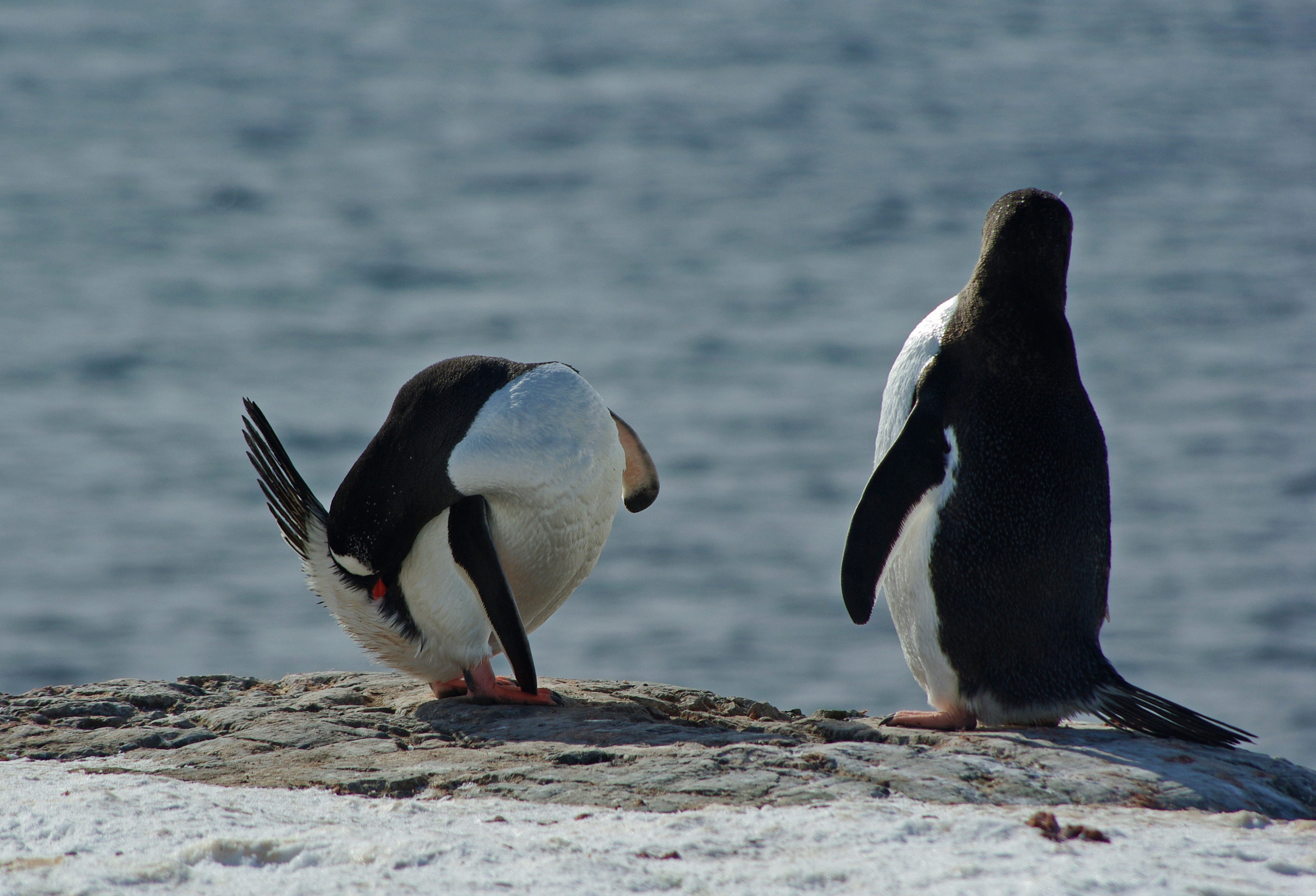 Gentoo penguin, Trinity Island