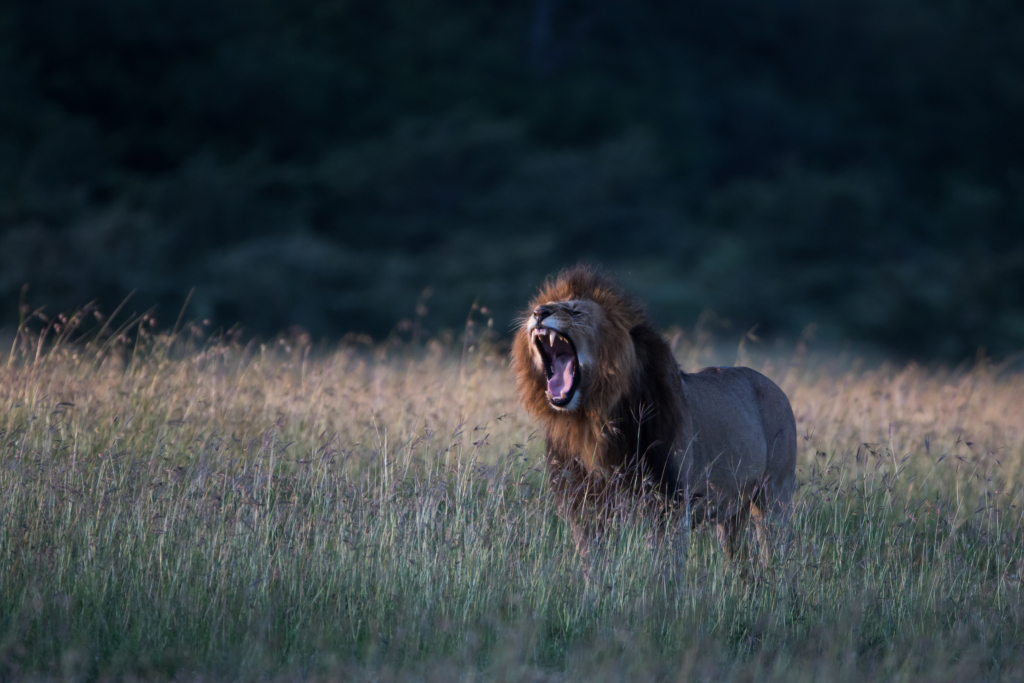 £50k Raised for SAFE Kenya Charity Exodus