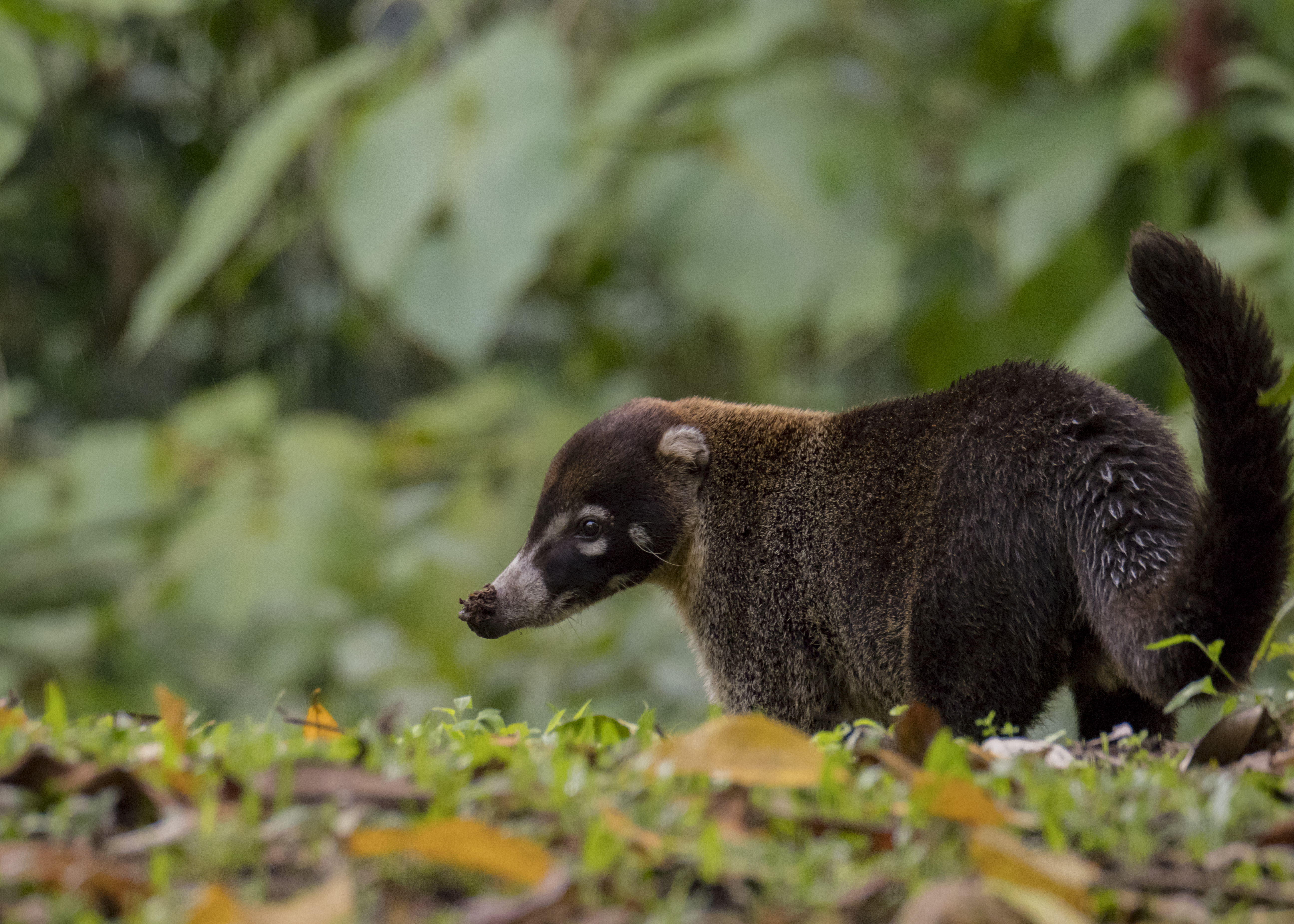 tourhub | Exodus Adventure Travels | Pura Vida Costa Rica - Premium Adventure 