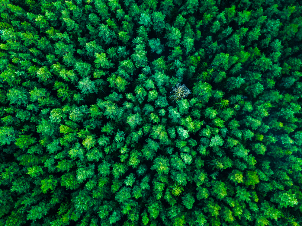 Carbon Management Sustainable Travel Exodus