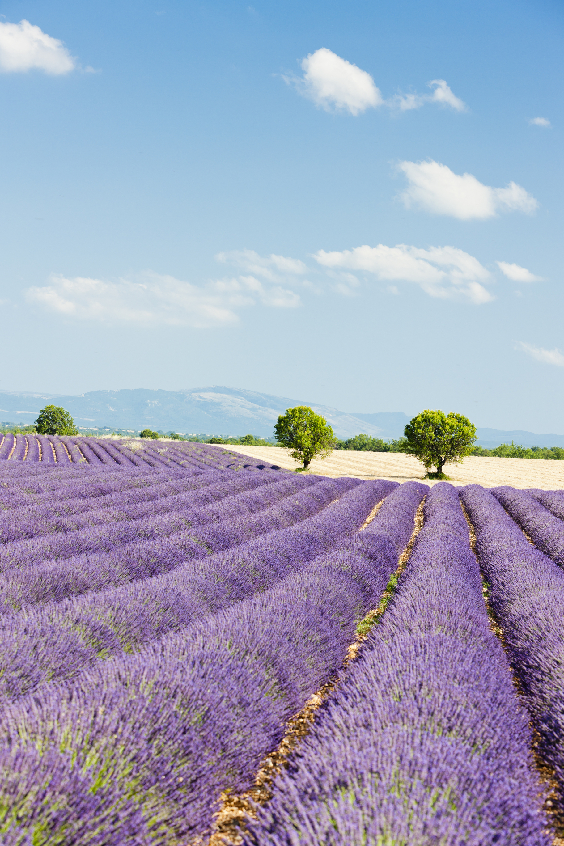 Landscapes of the Luberon Walk
