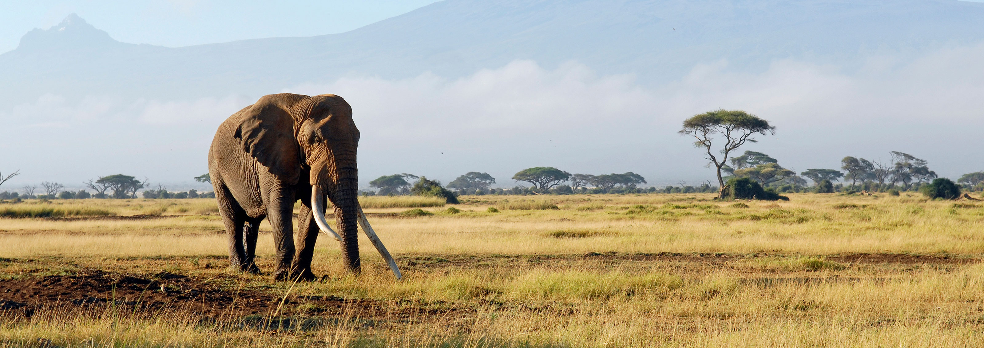 Sustainability Thriving Nature Exodus