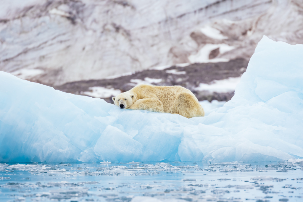 Polar bears and melting ice: 3 facts that may surprise you