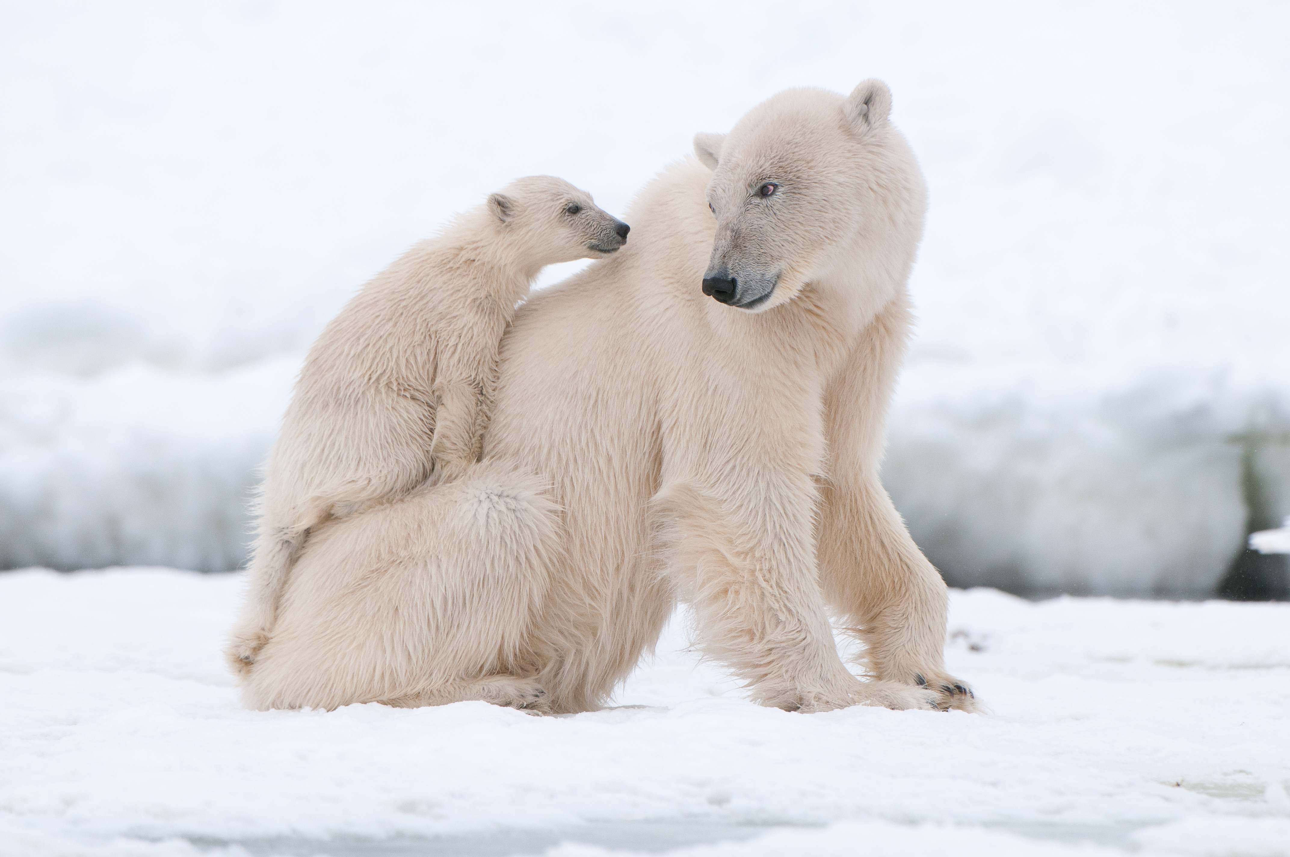 tourhub | Exodus Adventure Travels | Svalbard Explorer: Best of High Arctic Norway (2026) 