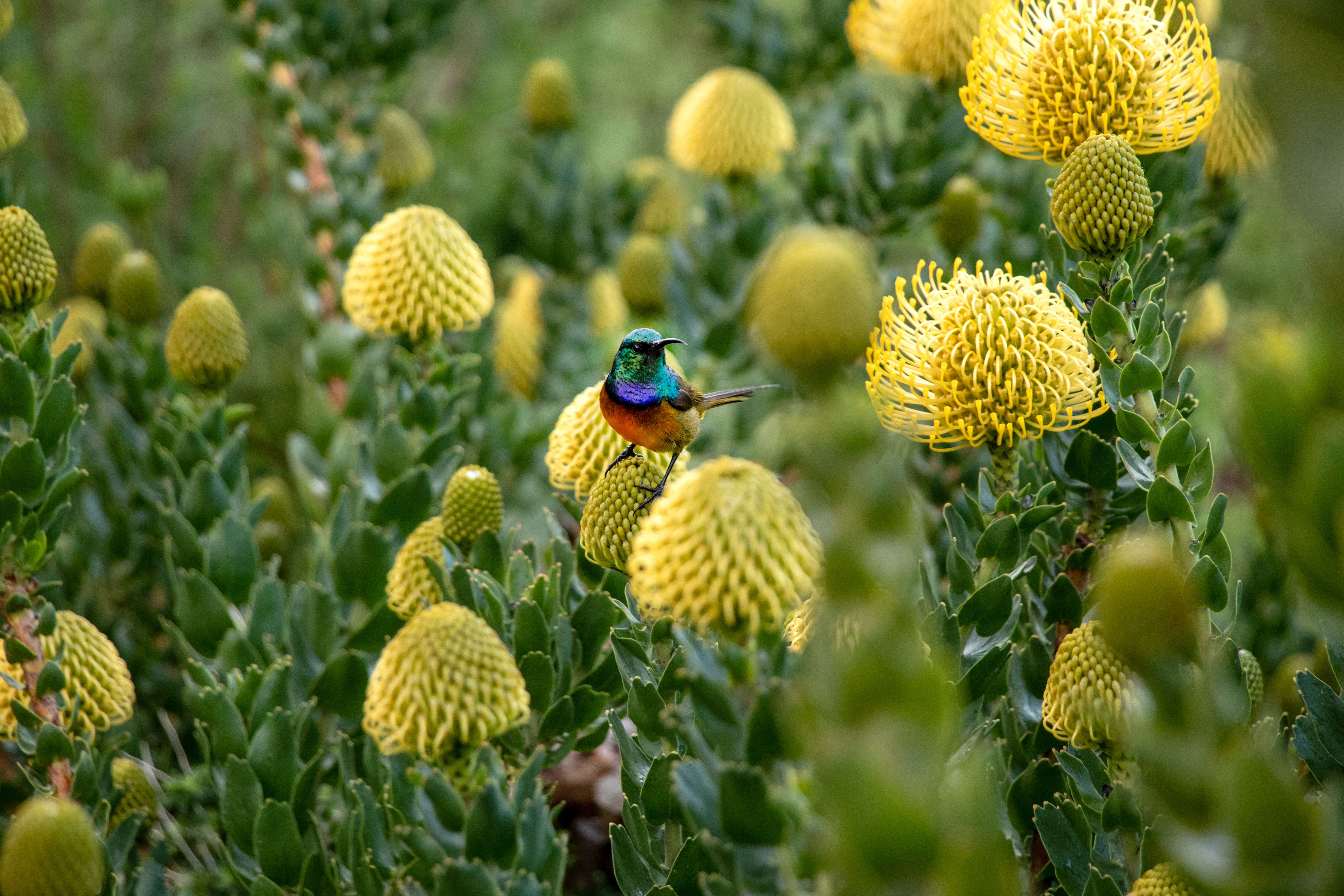 Cape Town and the Garden Route - Premium Adventure