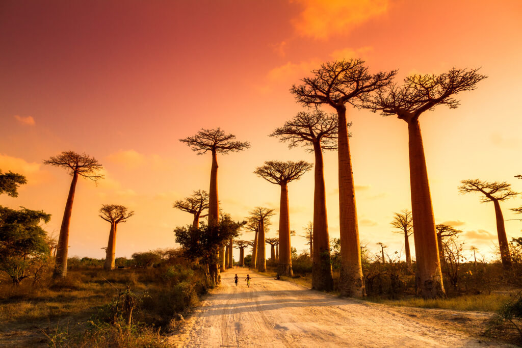 Madagascan Discoverer | Exodus